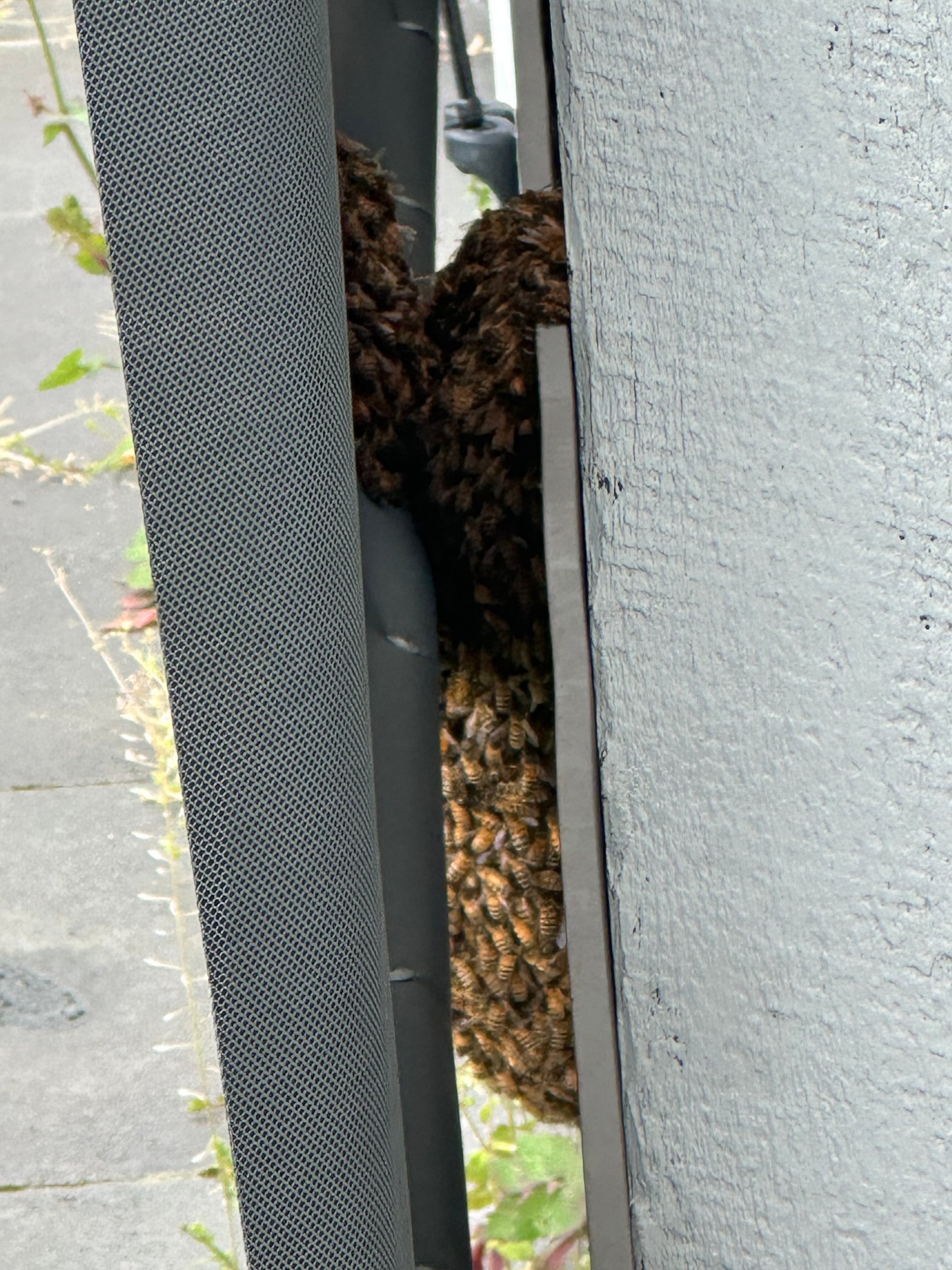 Swarm photo