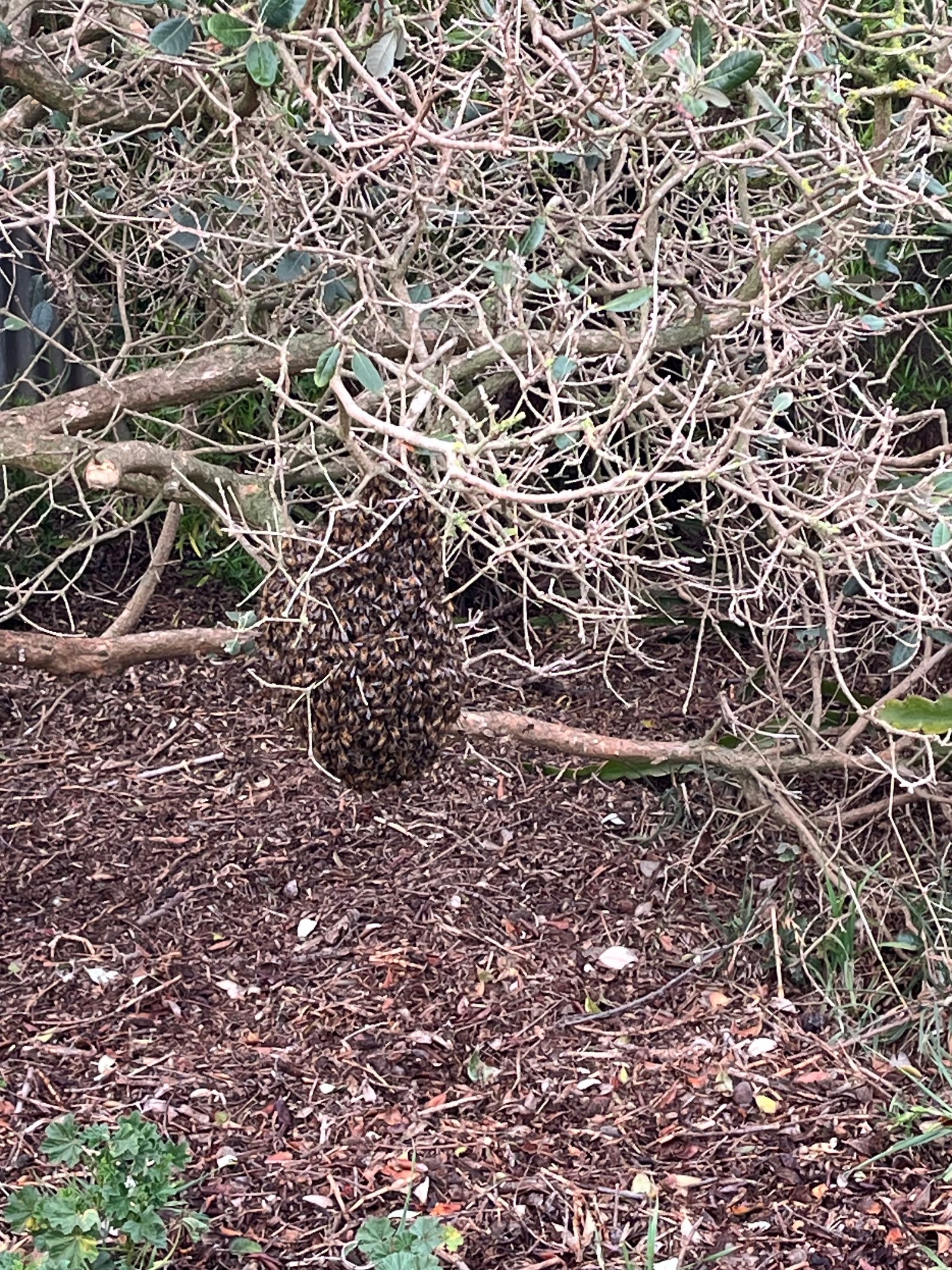 Swarm photo