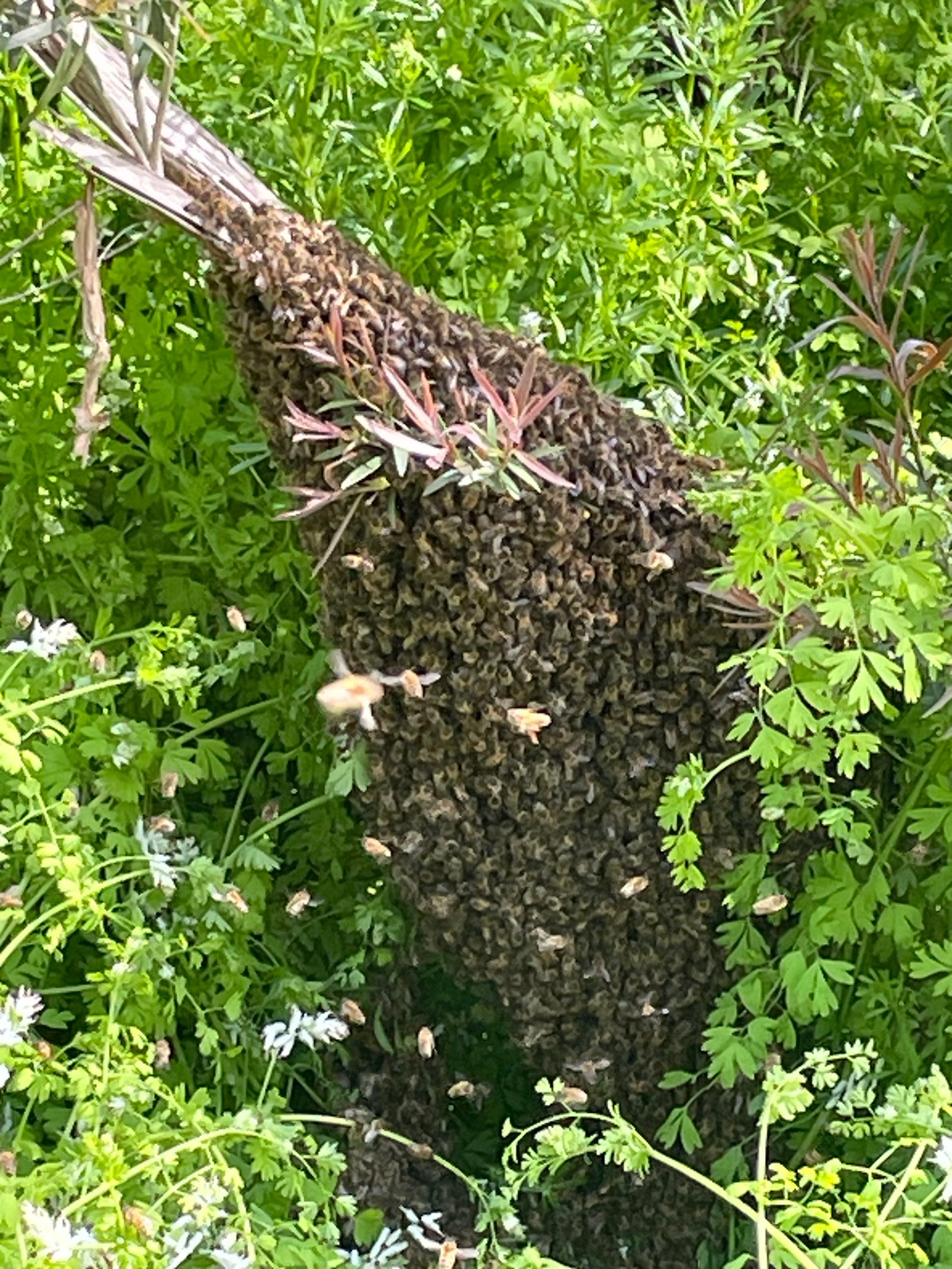 Swarm photo