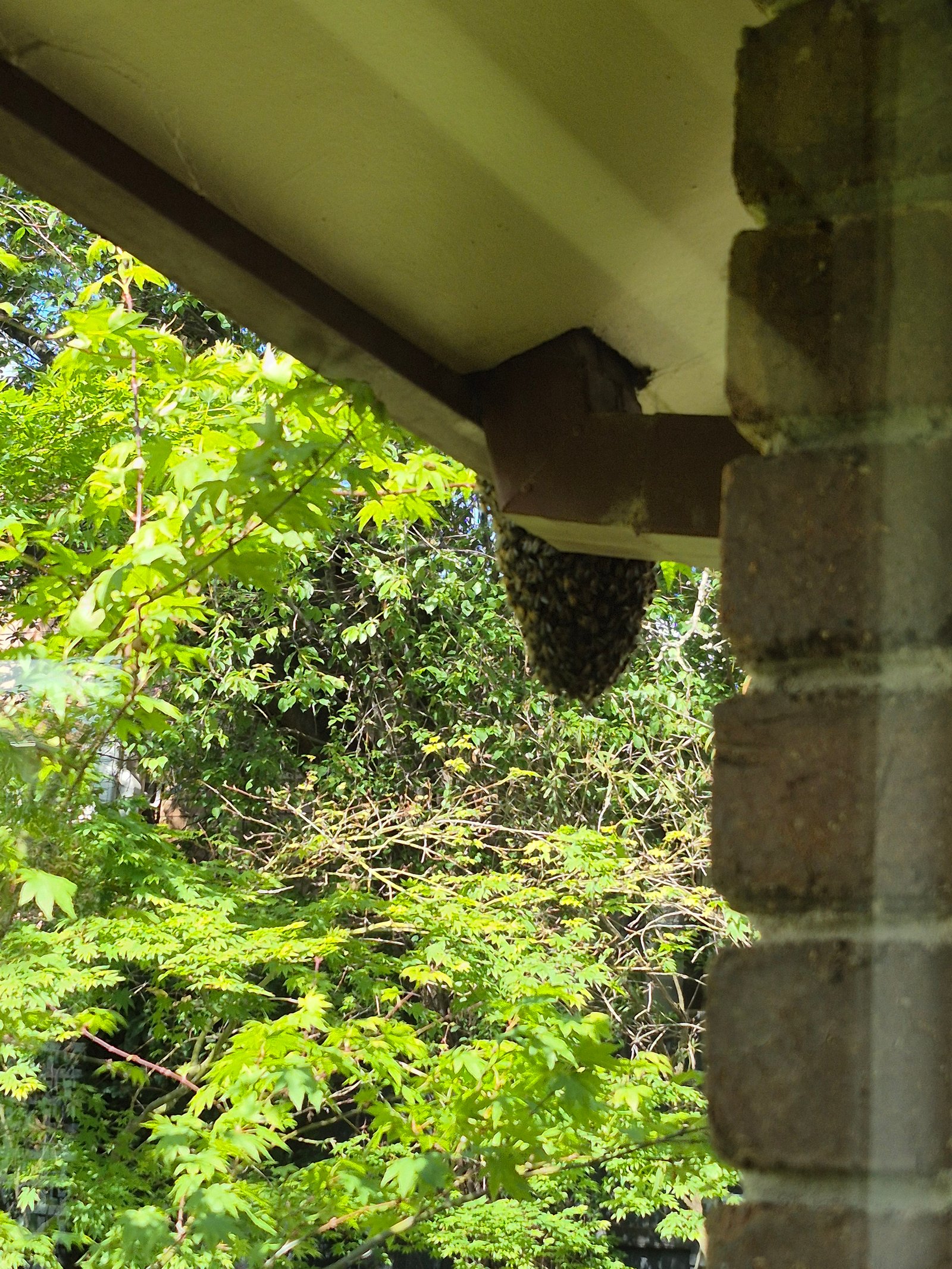 Swarm photo