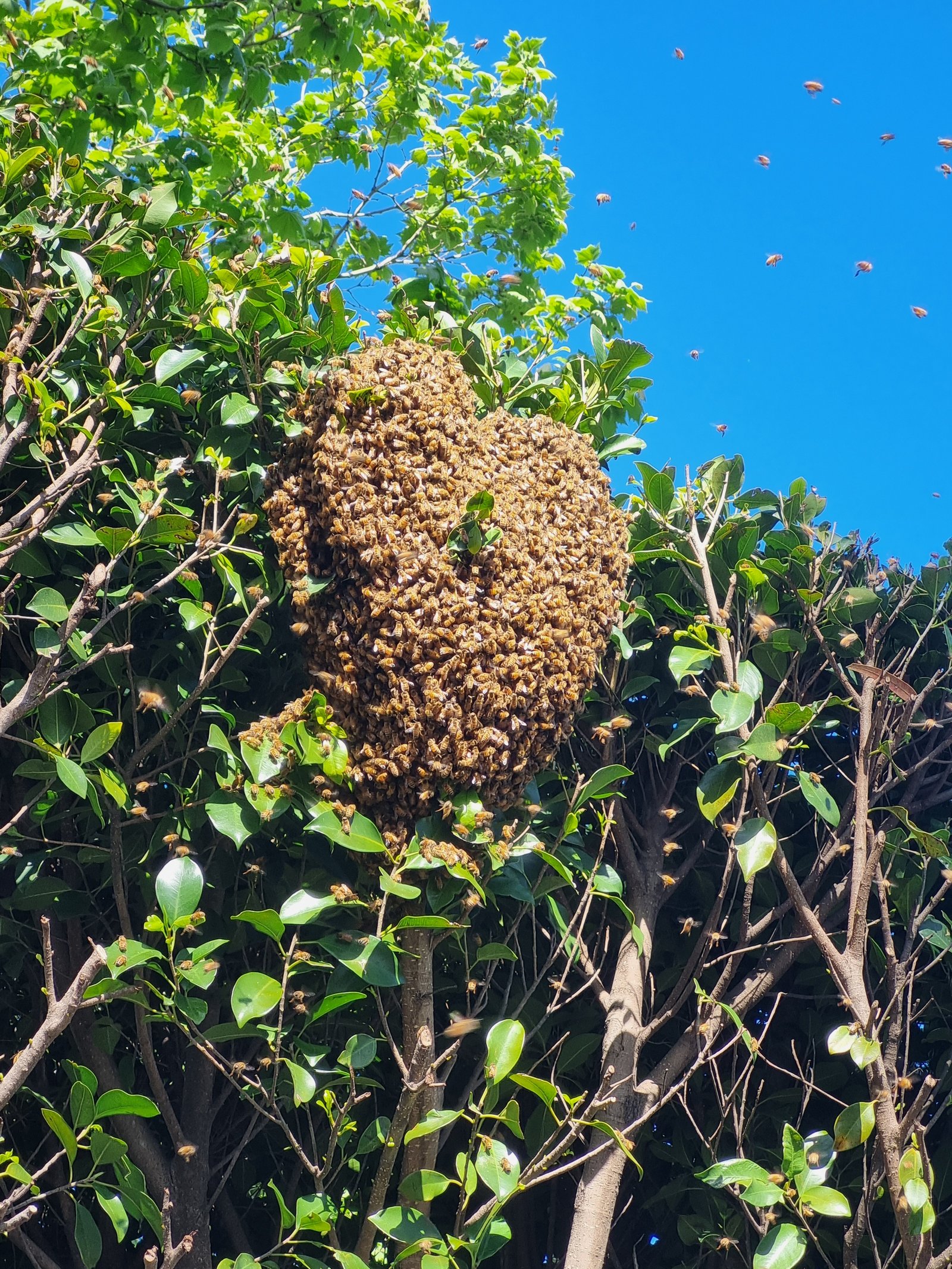 Swarm photo