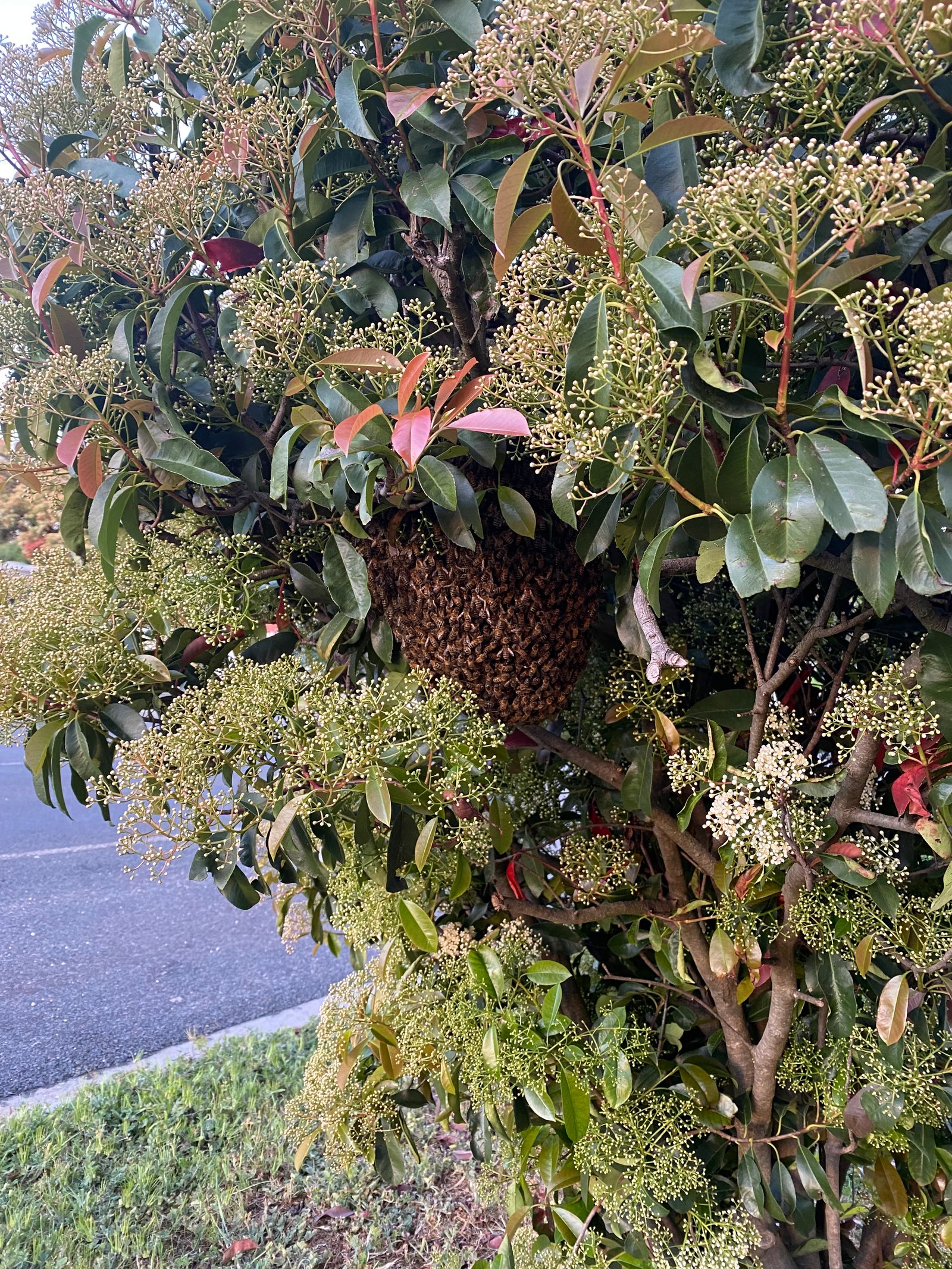 Swarm photo