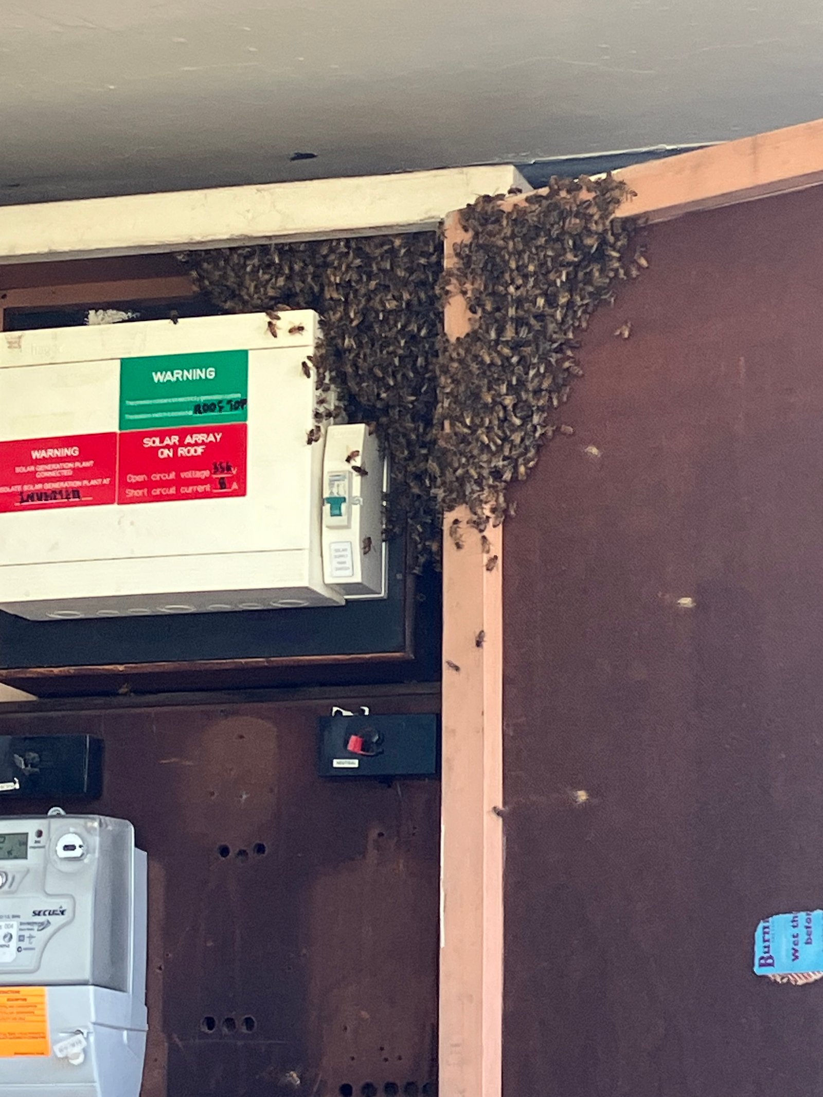 Swarm photo