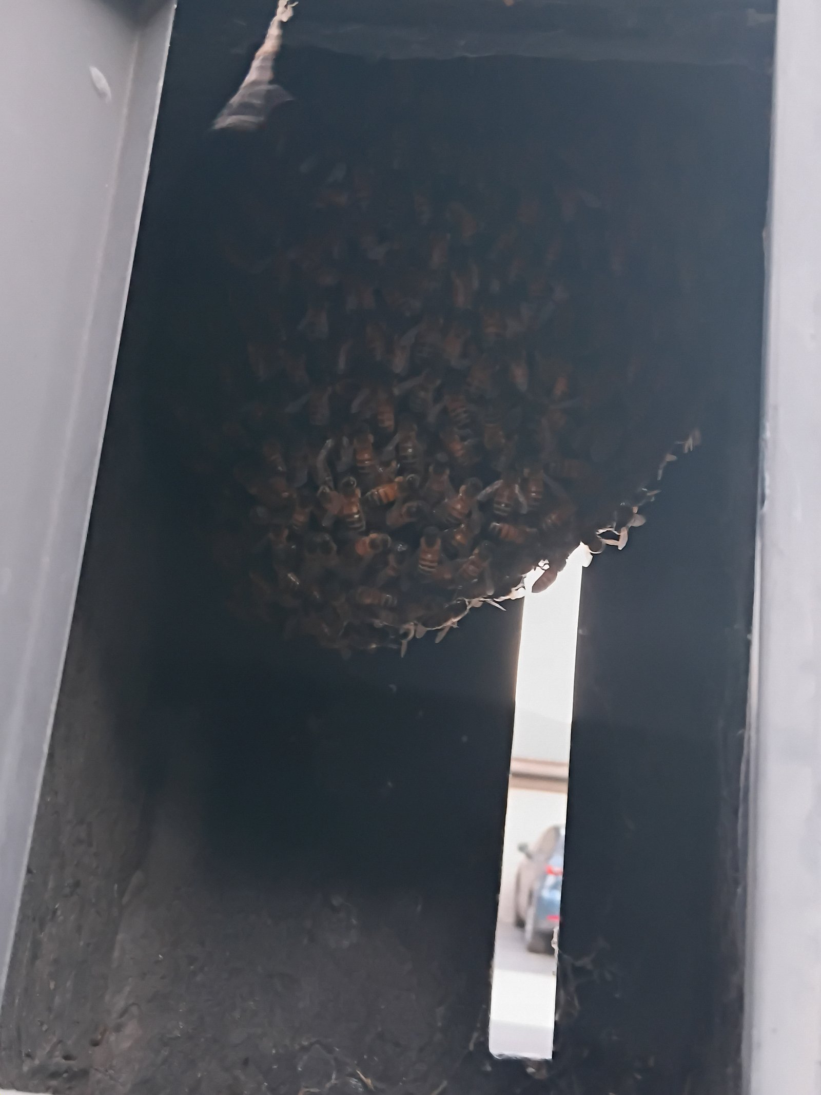 Swarm photo