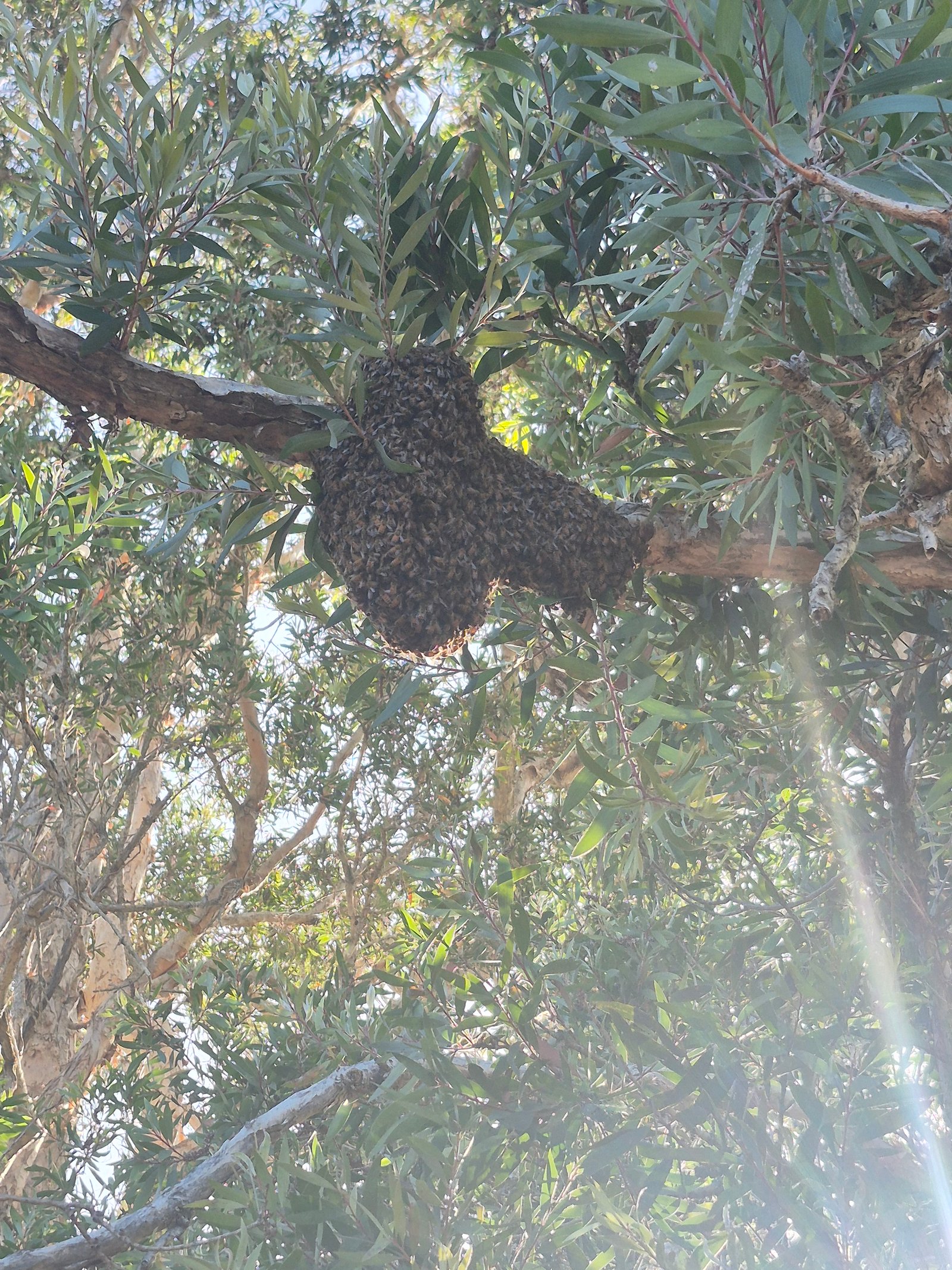 Swarm photo