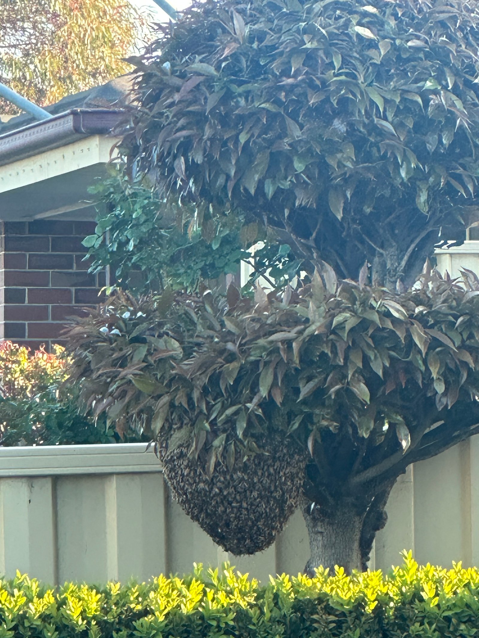 Swarm photo