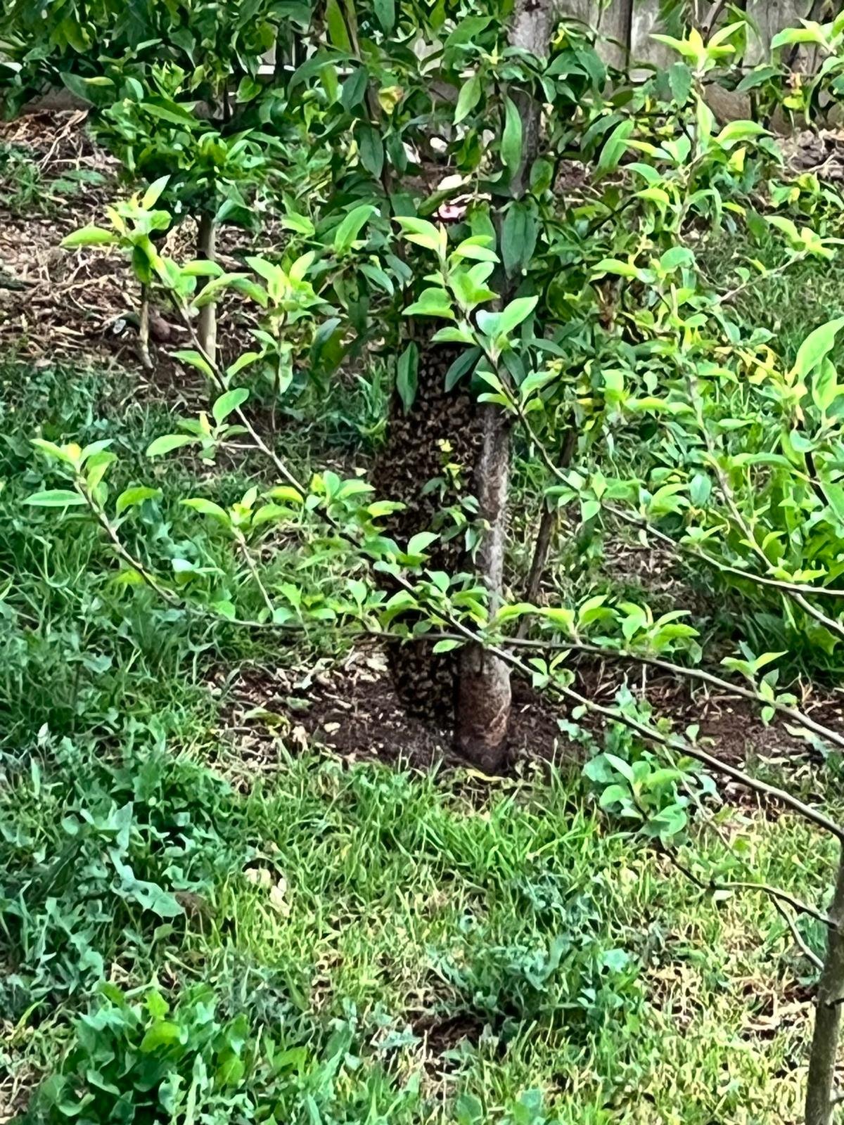 Swarm photo