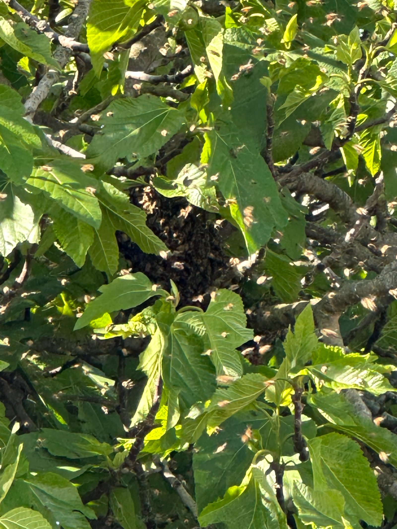 Swarm photo