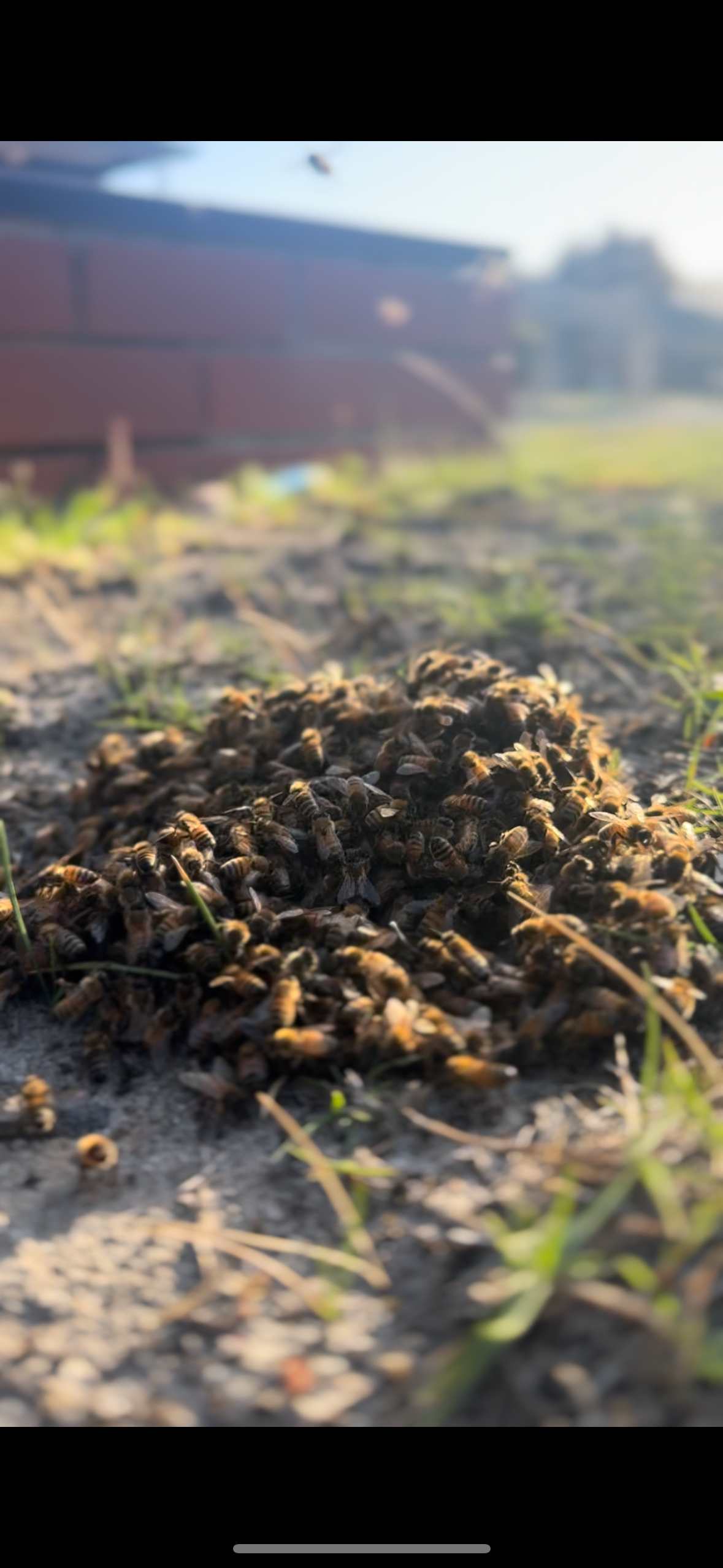 Swarm photo
