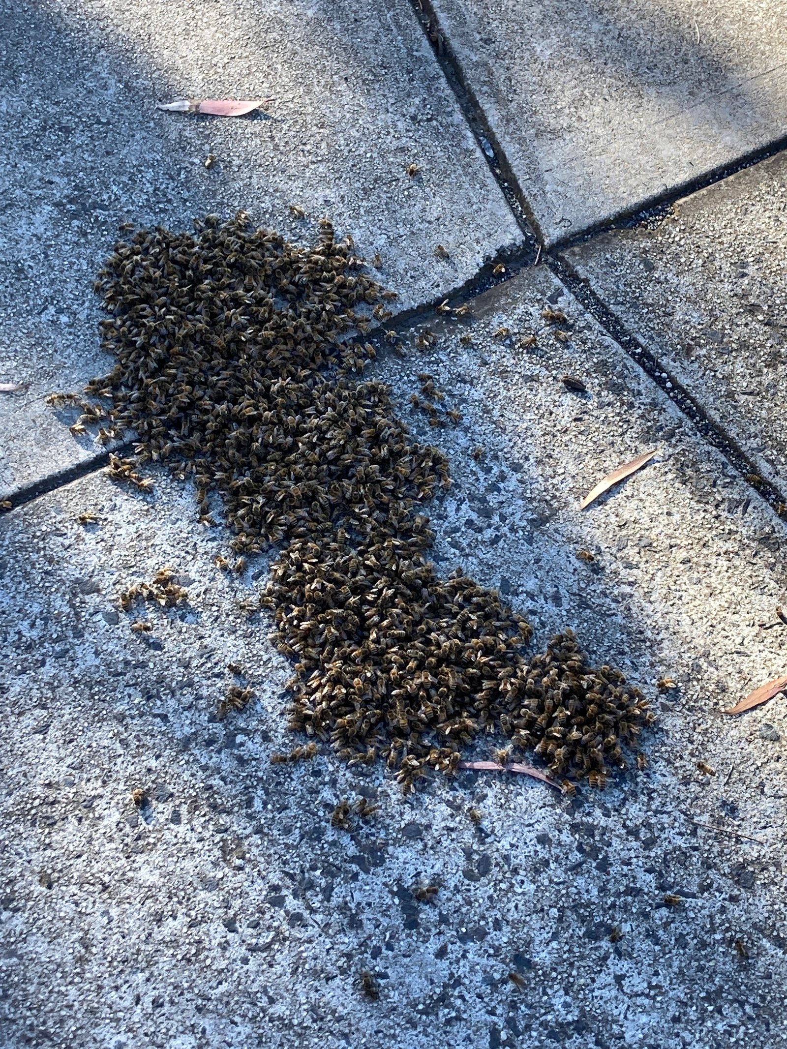 Swarm photo