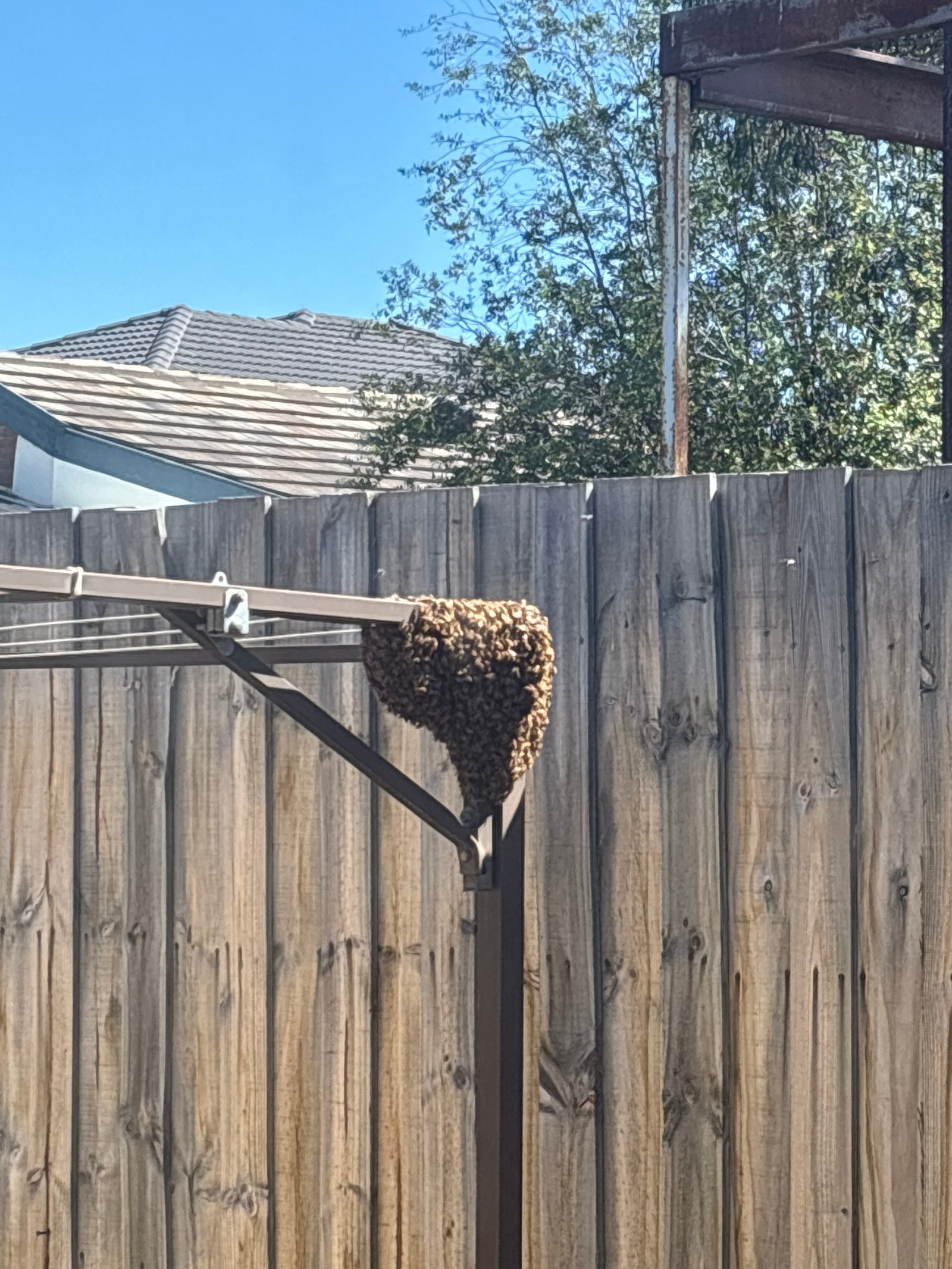 Swarm photo