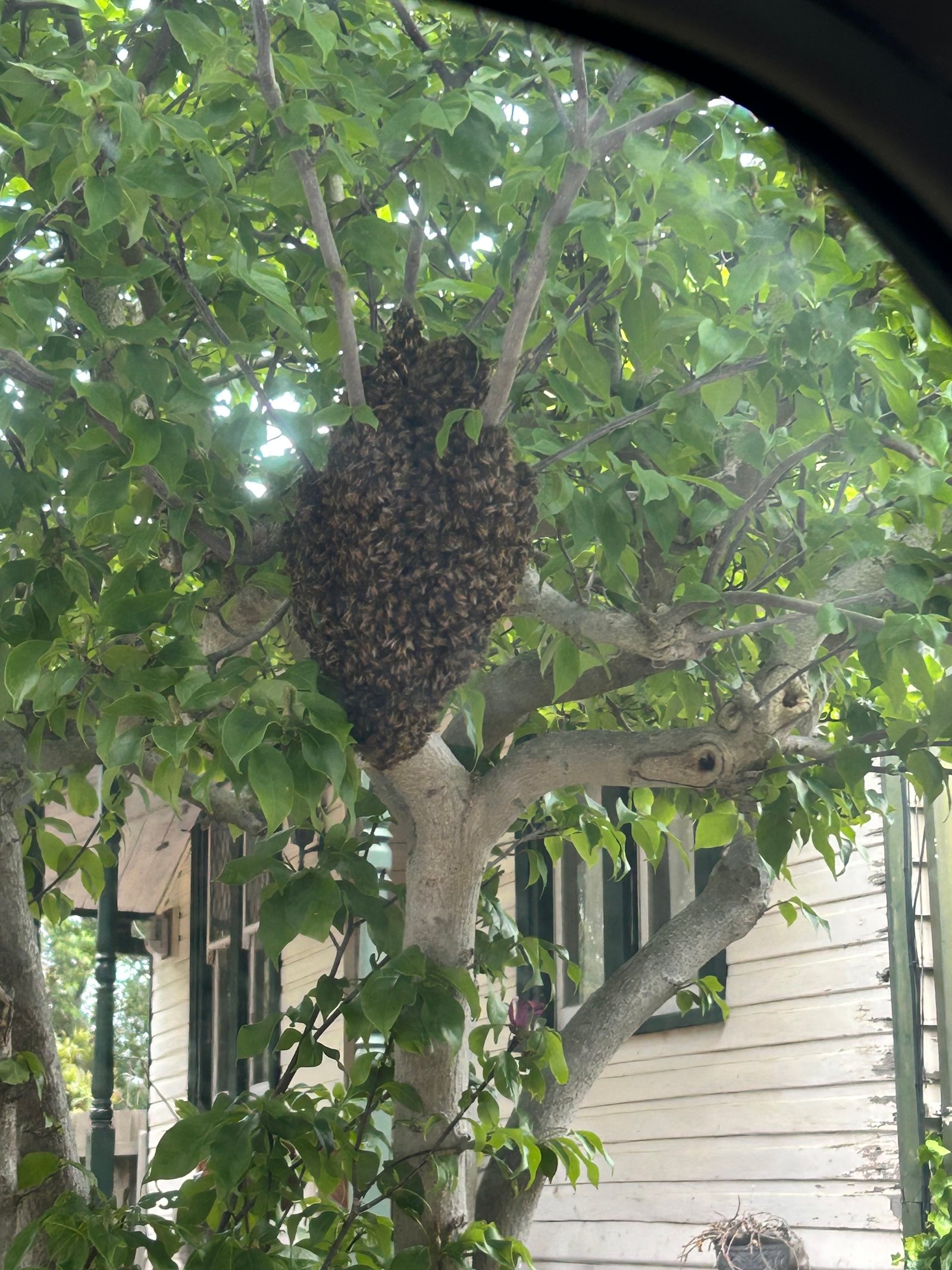 Swarm photo