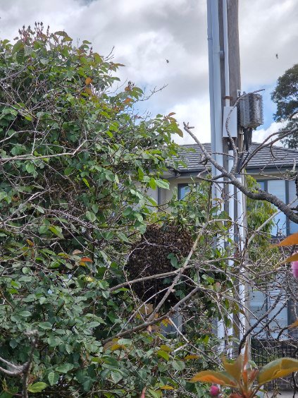 Swarm photo