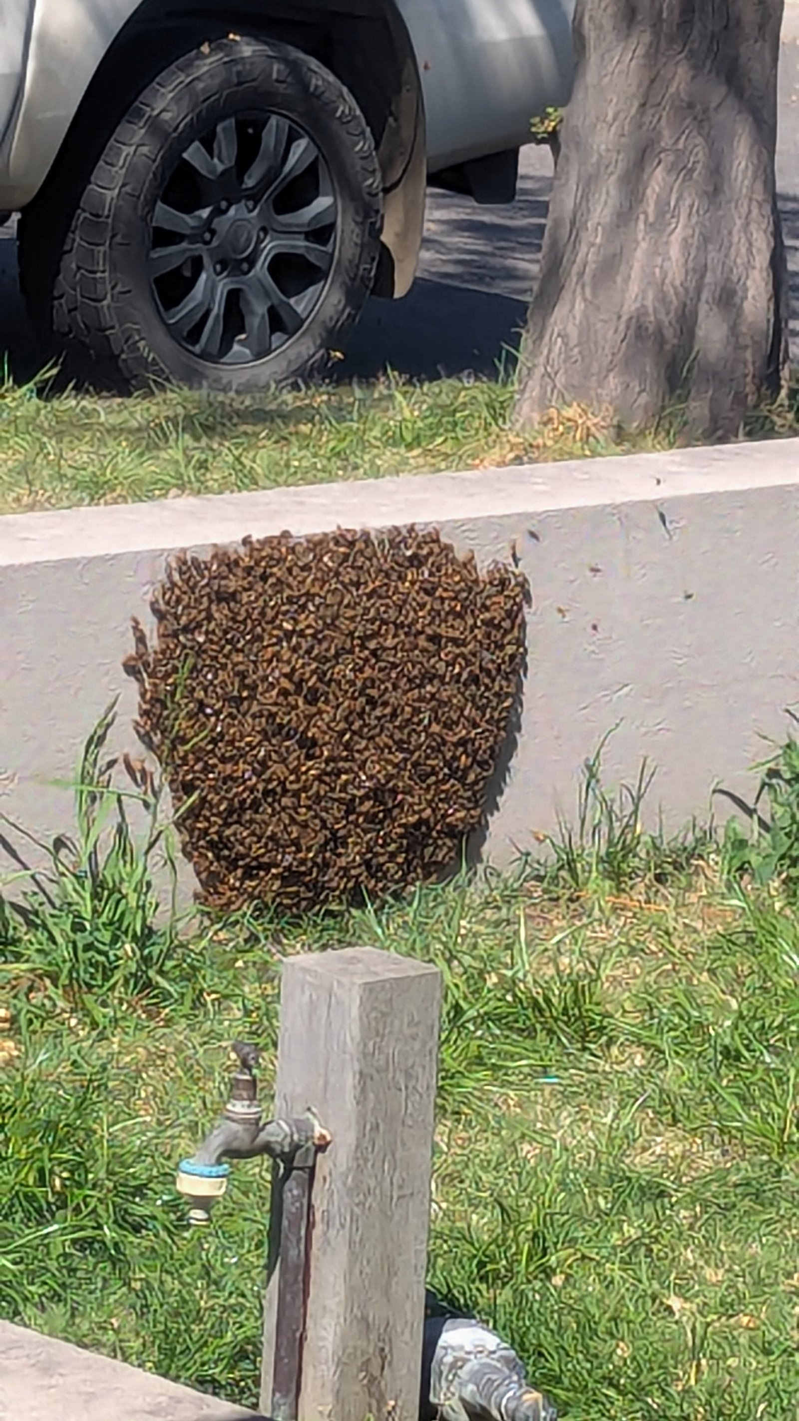 Swarm photo
