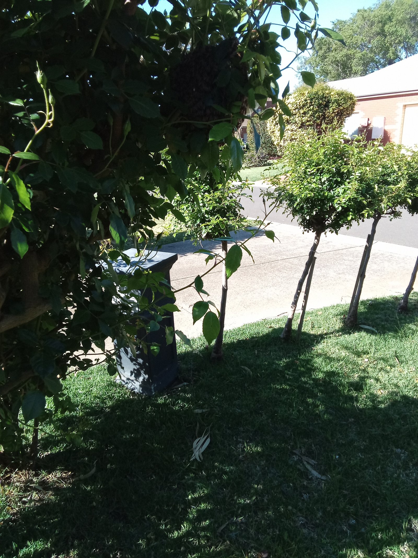 Swarm photo