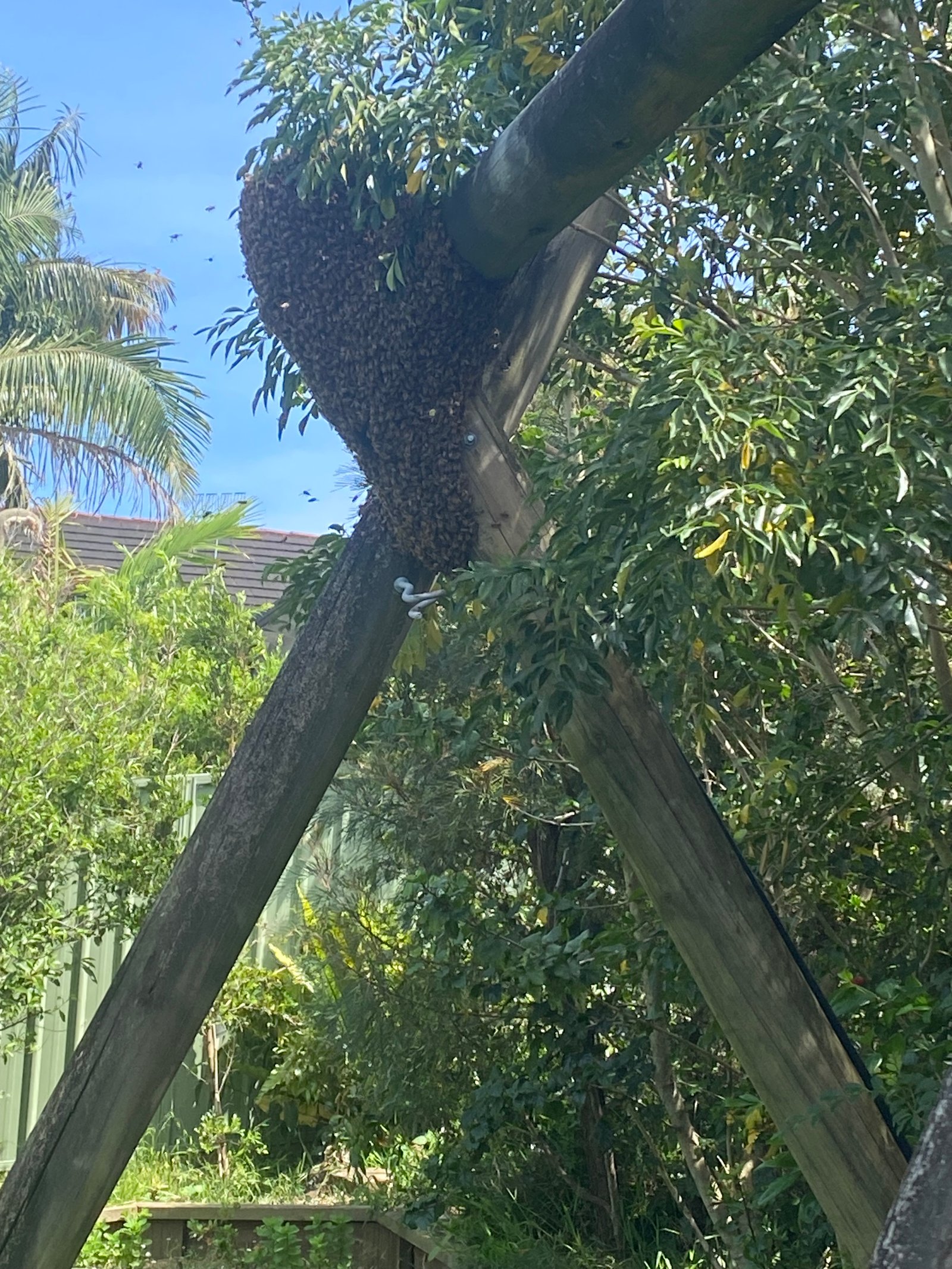 Swarm photo