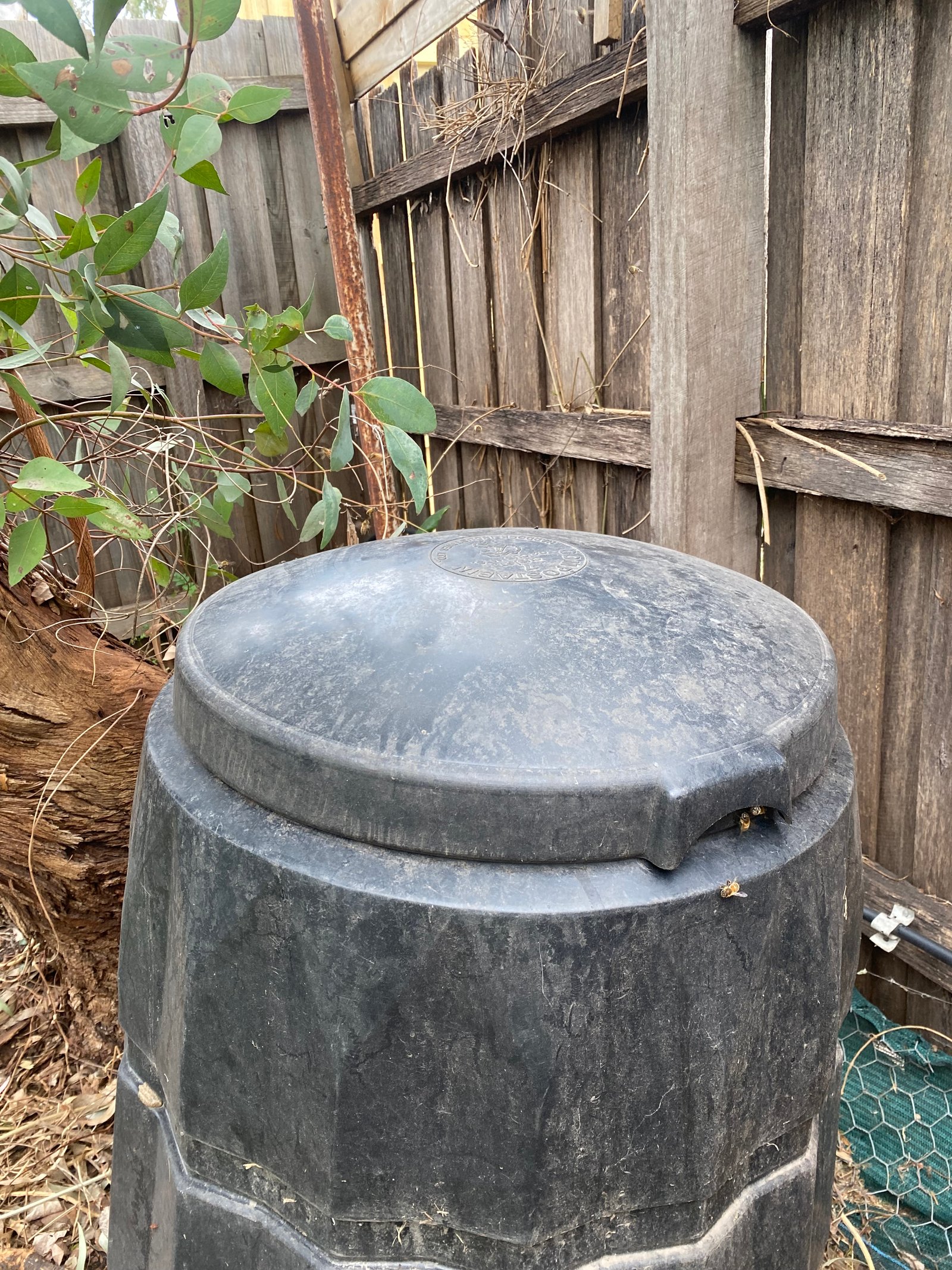 Swarm photo