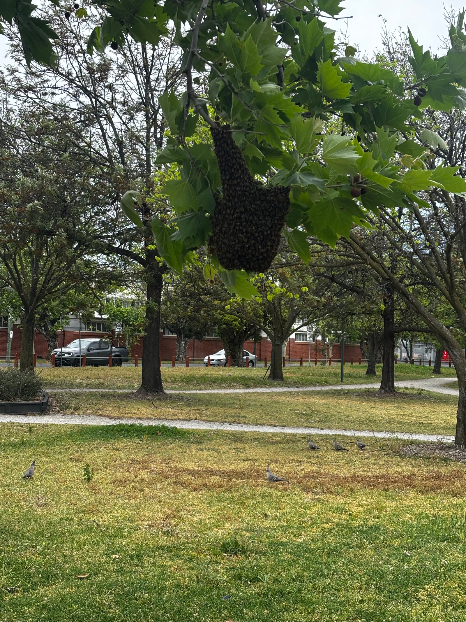 Swarm photo