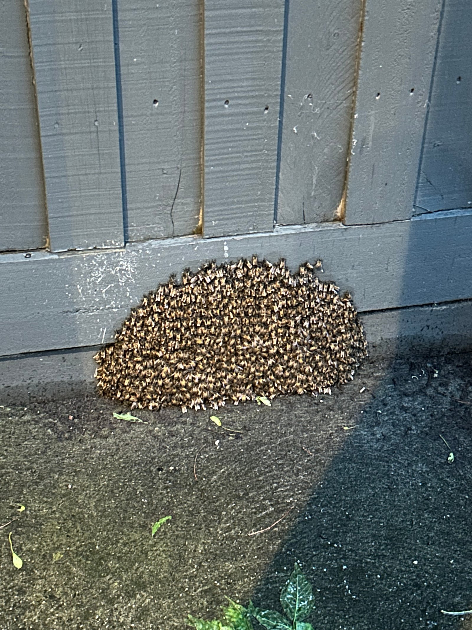 Swarm photo