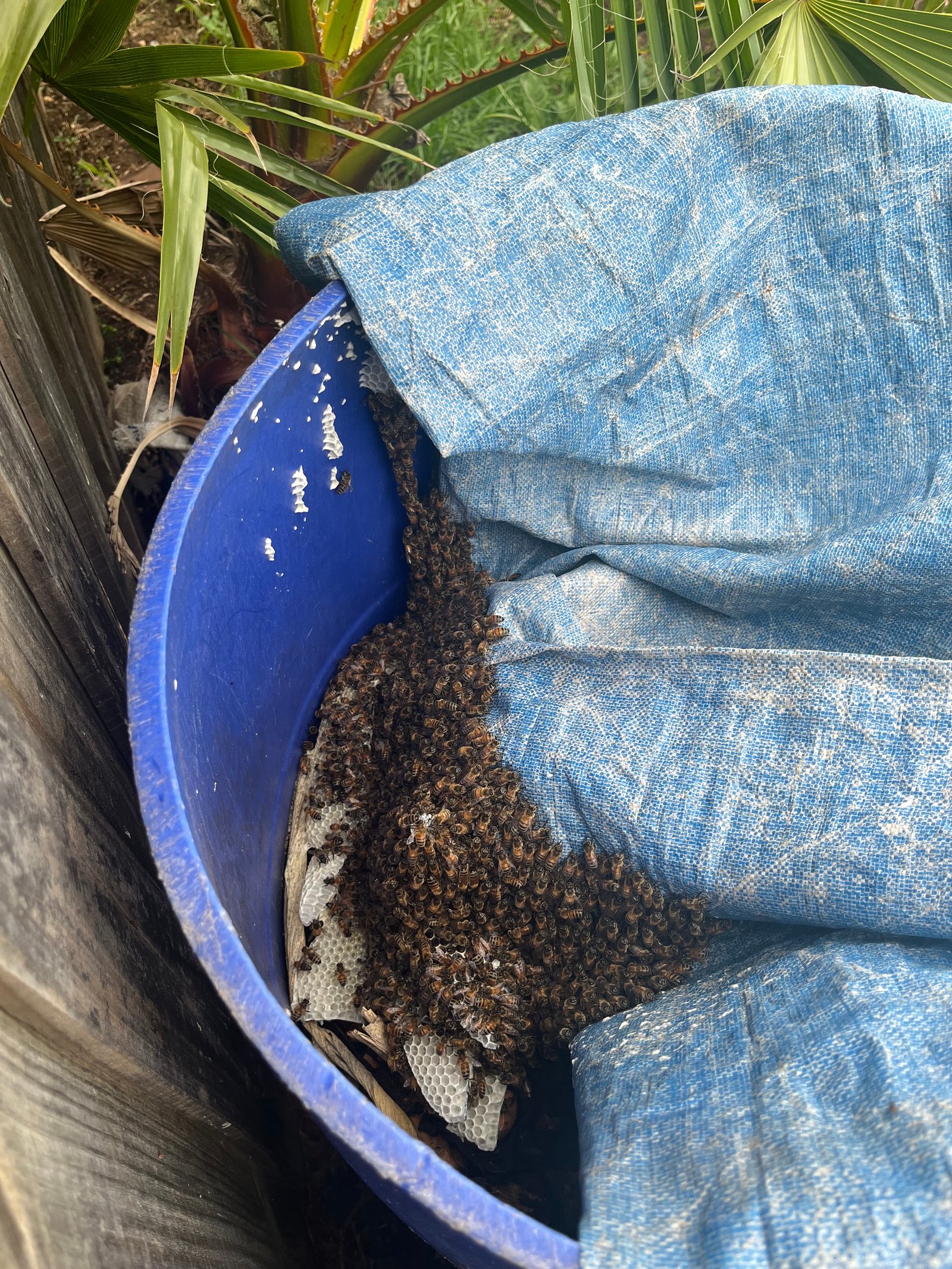 Swarm photo
