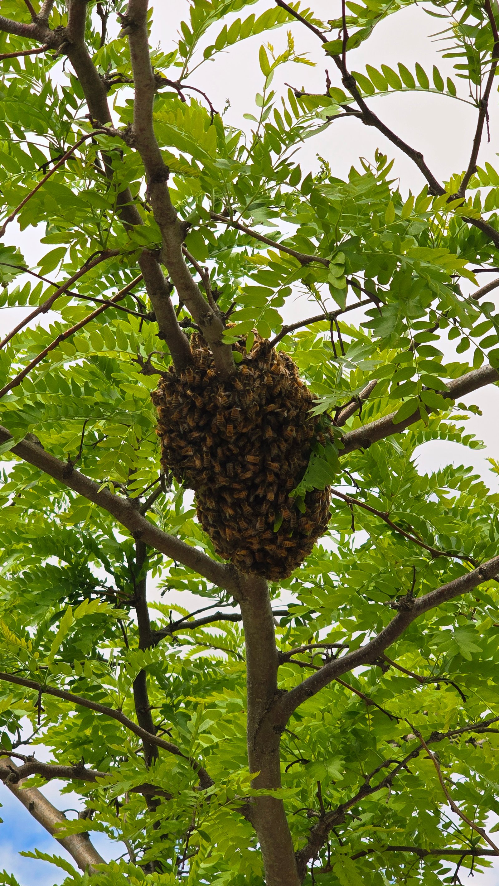 Swarm photo