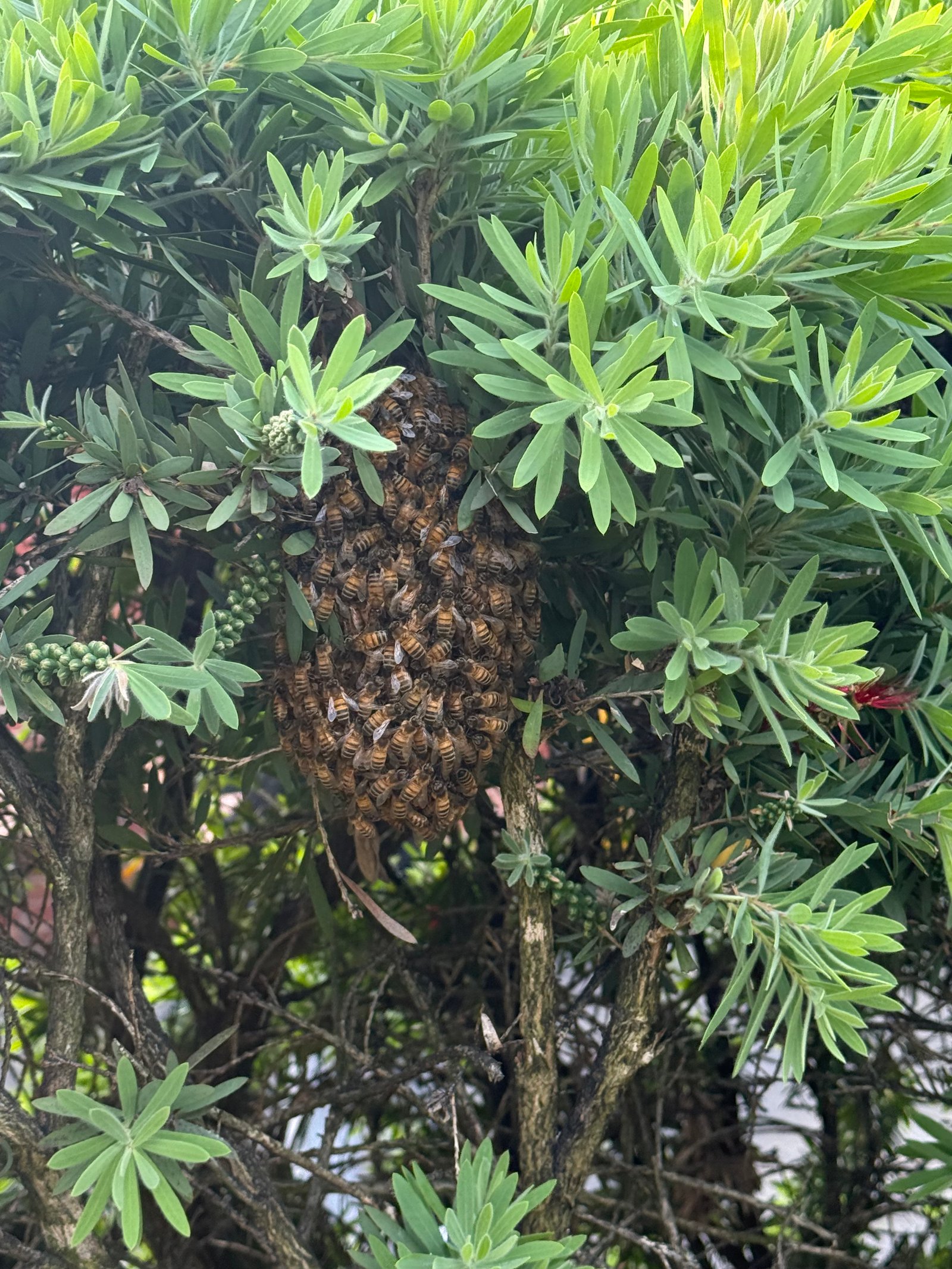 Swarm photo
