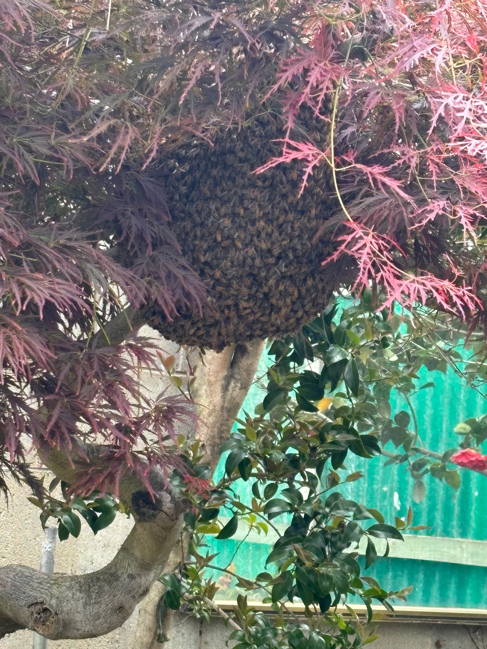 Swarm photo