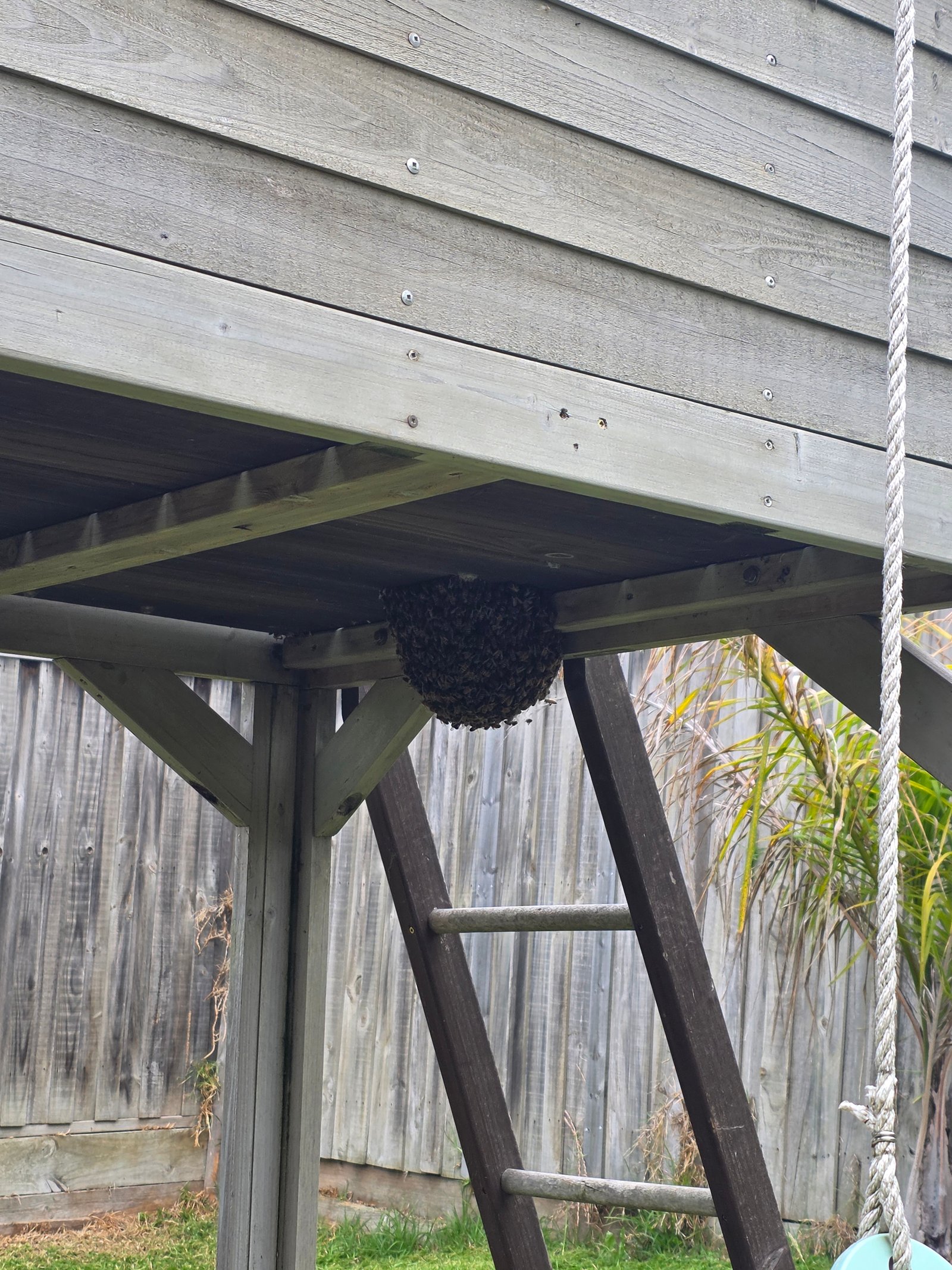 Swarm photo