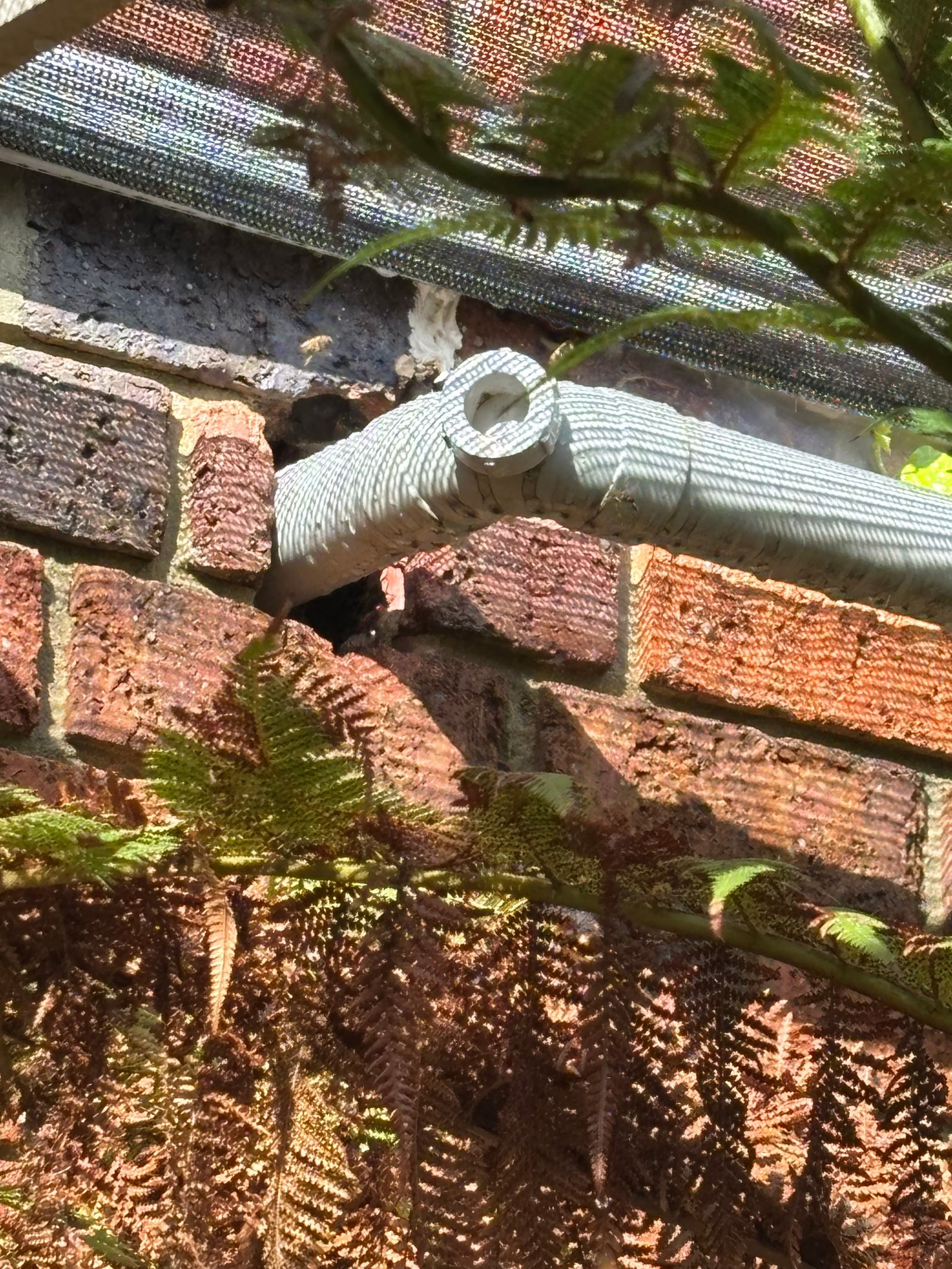 Swarm photo