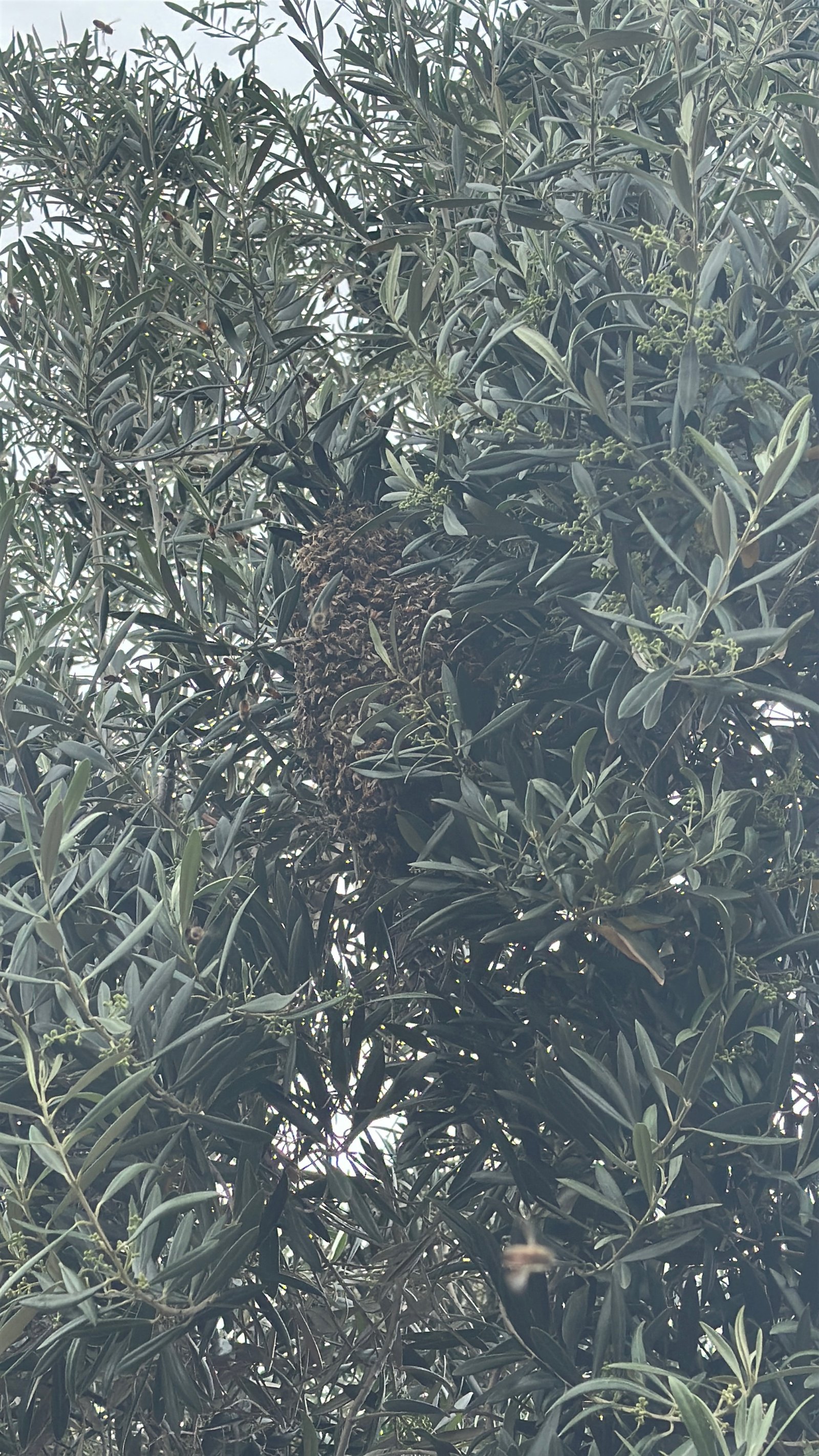 Swarm photo