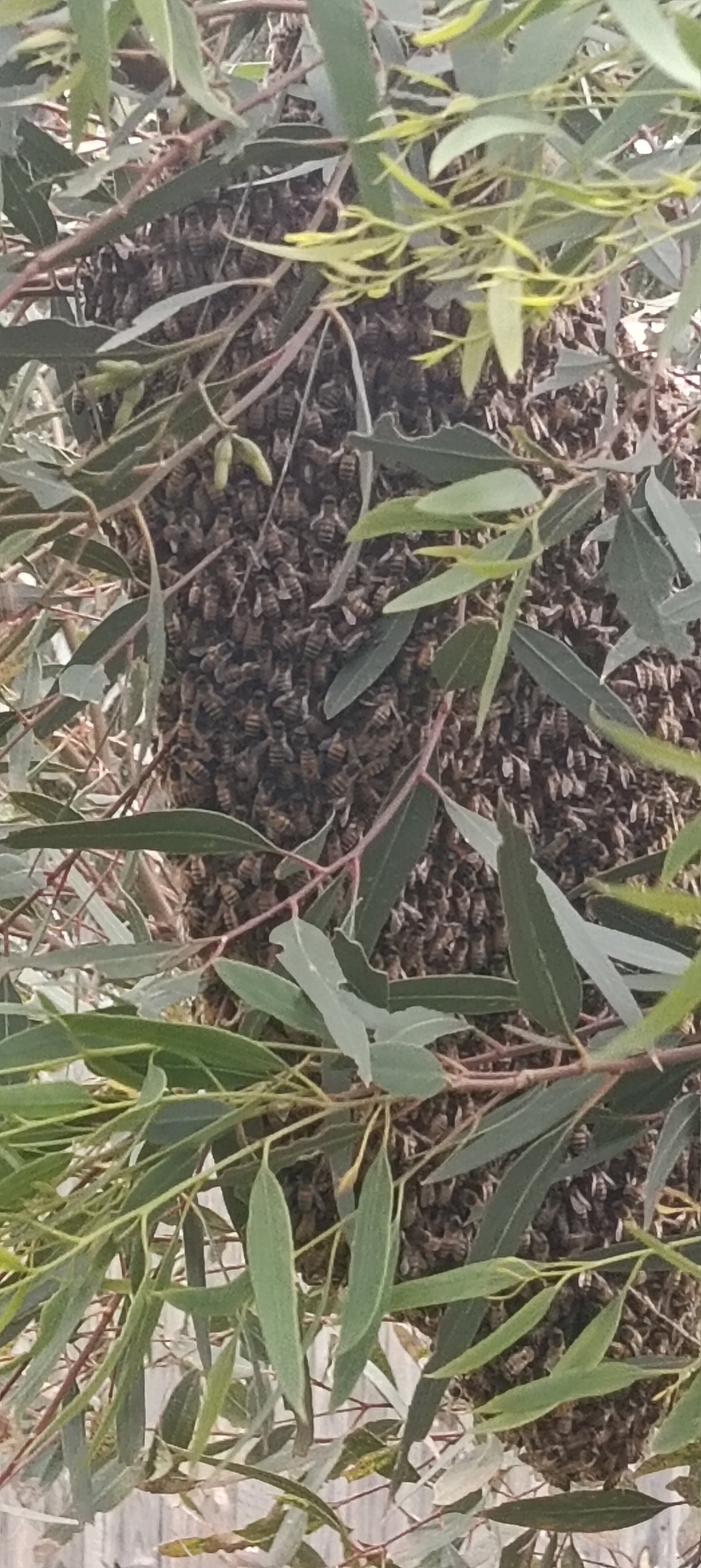 Swarm photo