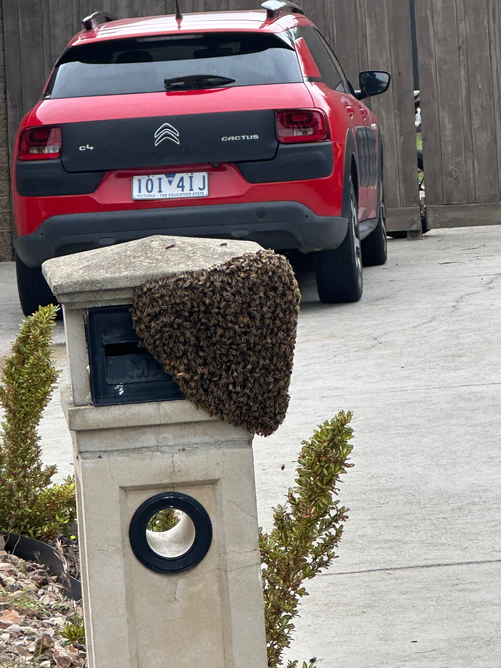 Swarm photo