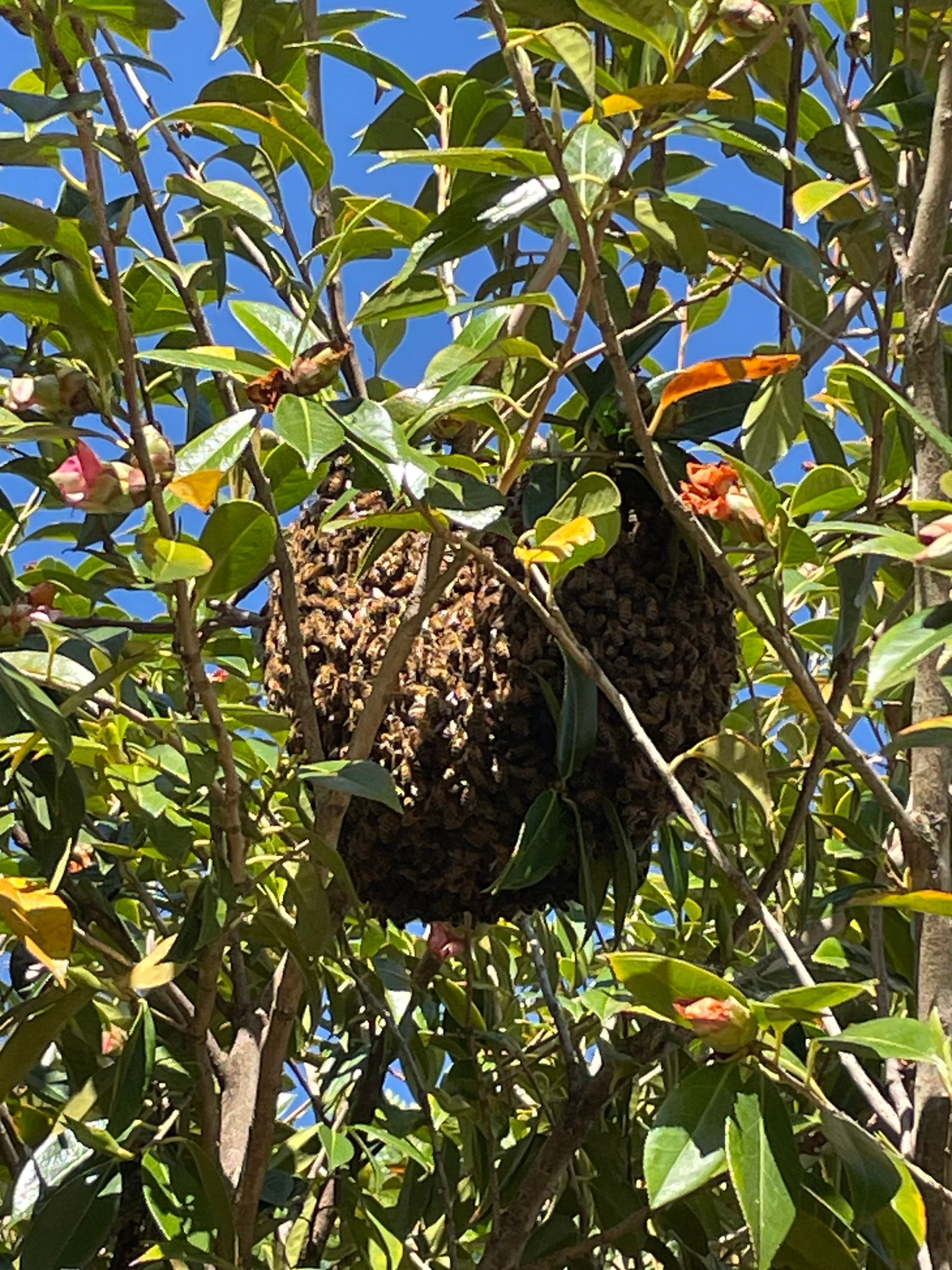 Swarm photo