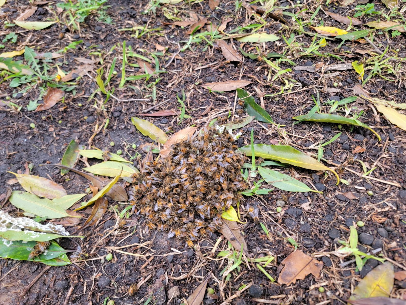 Swarm photo
