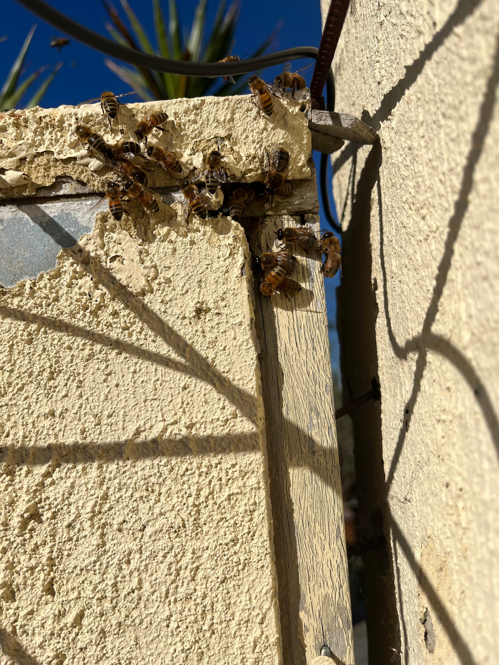 Swarm photo