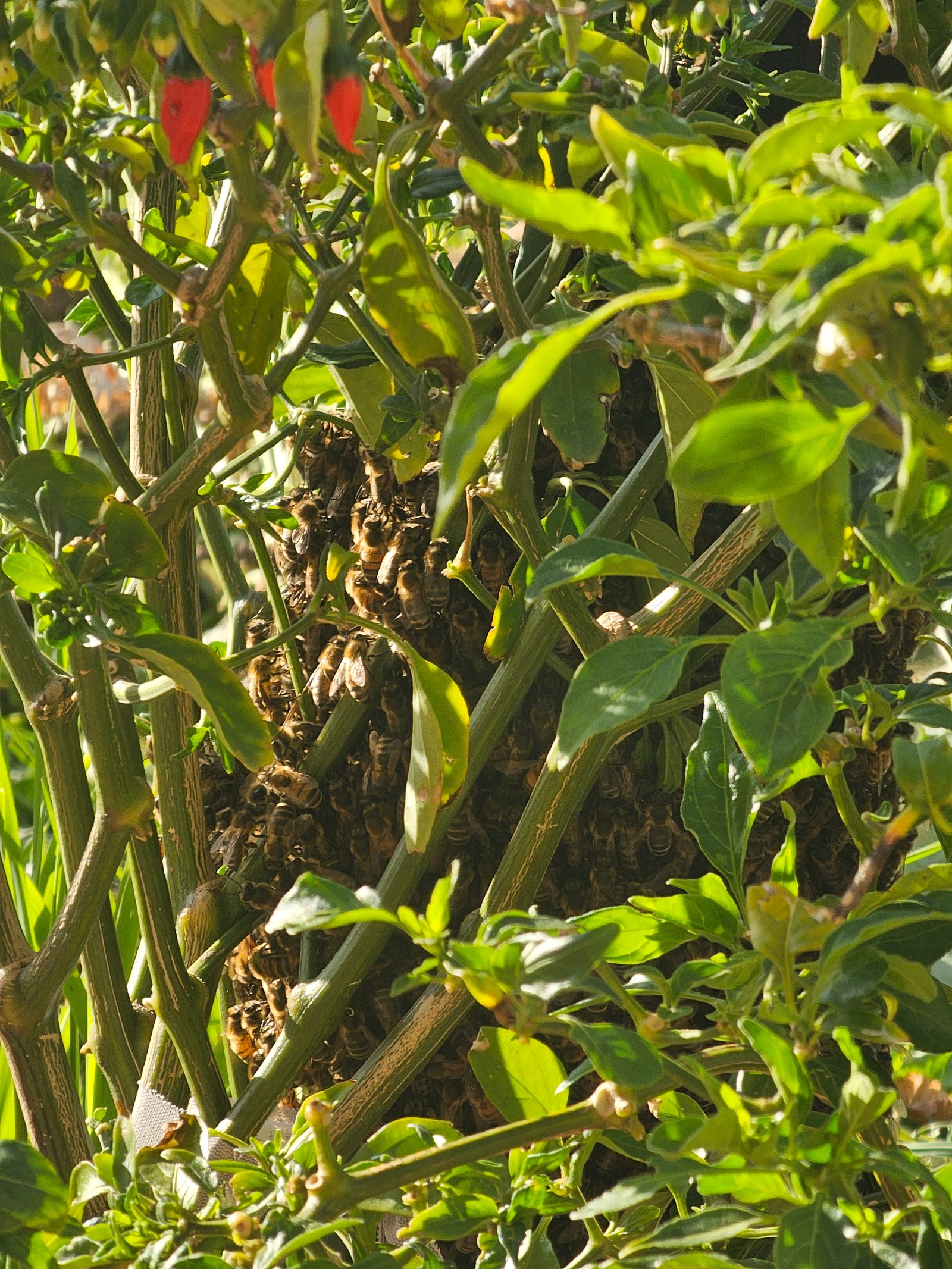 Swarm photo