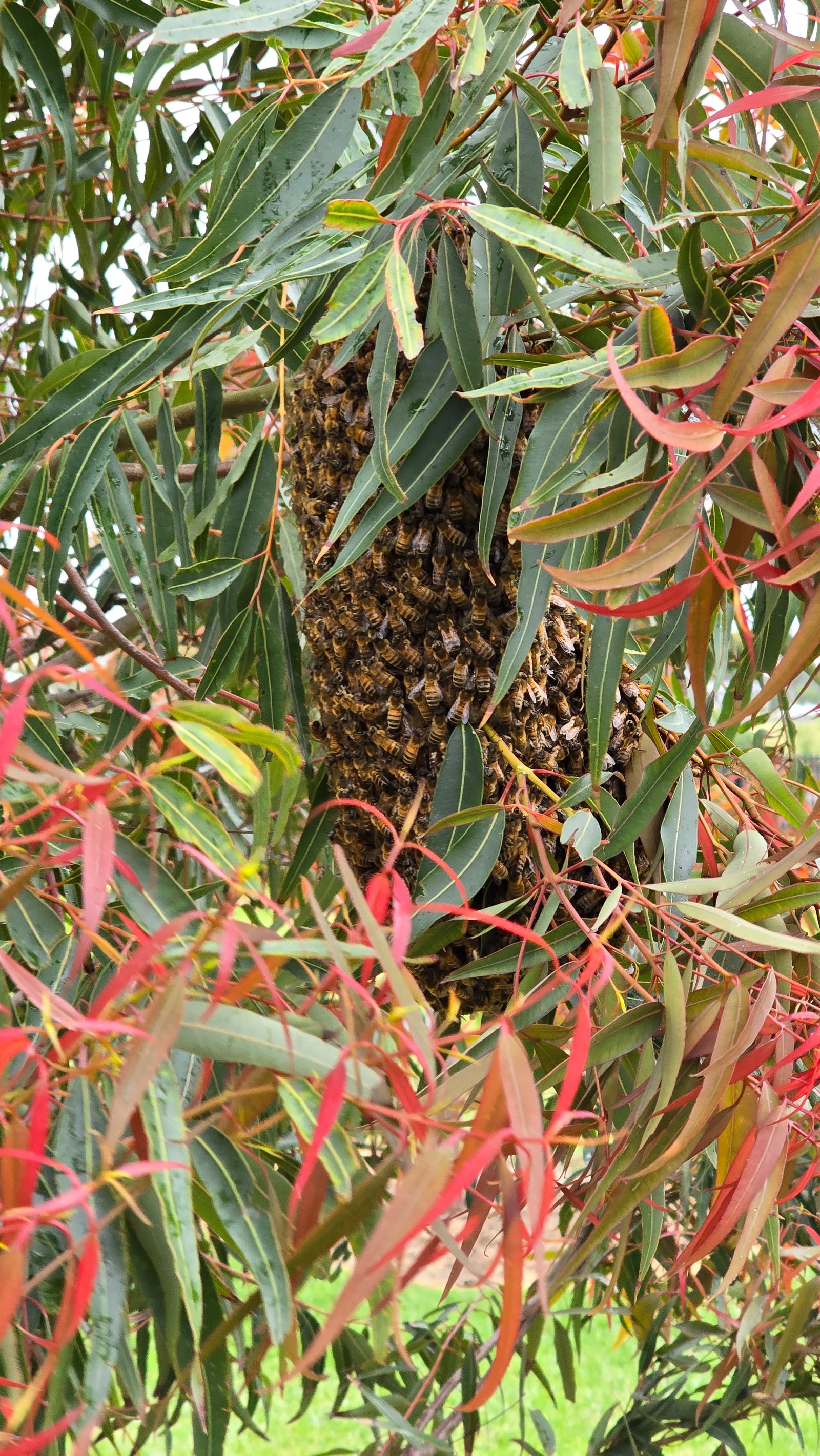 Swarm photo