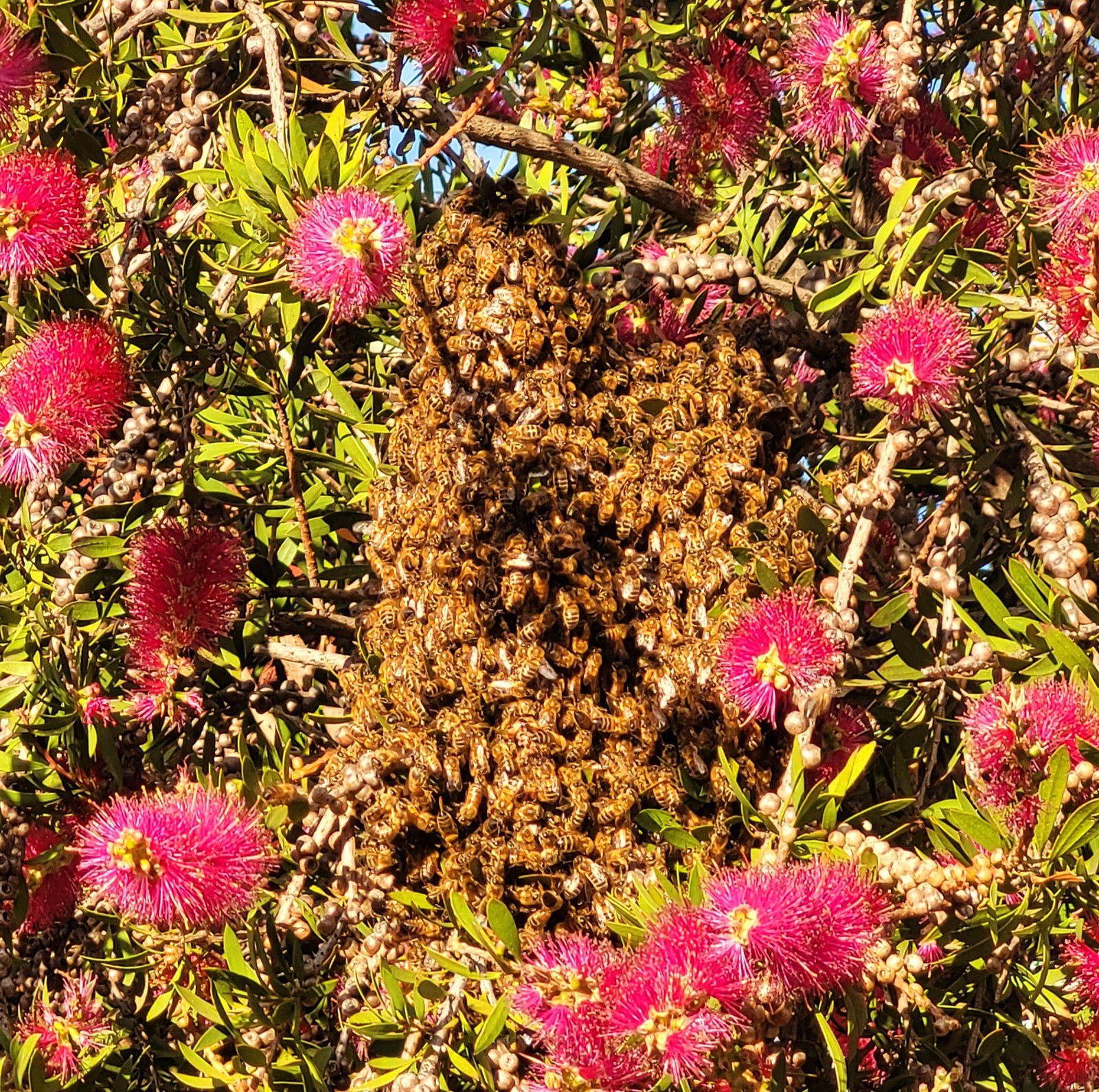 Swarm photo