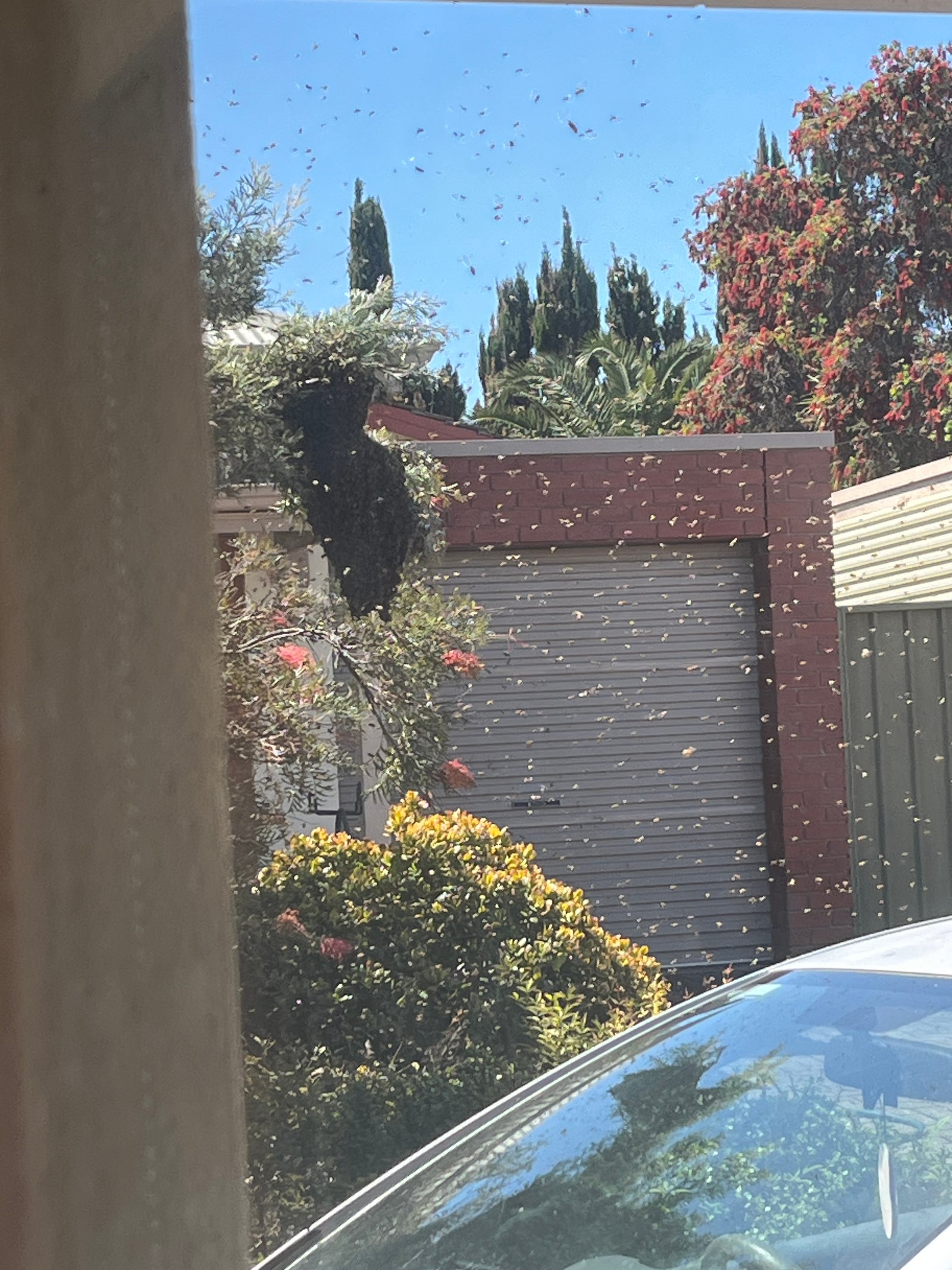 Swarm photo
