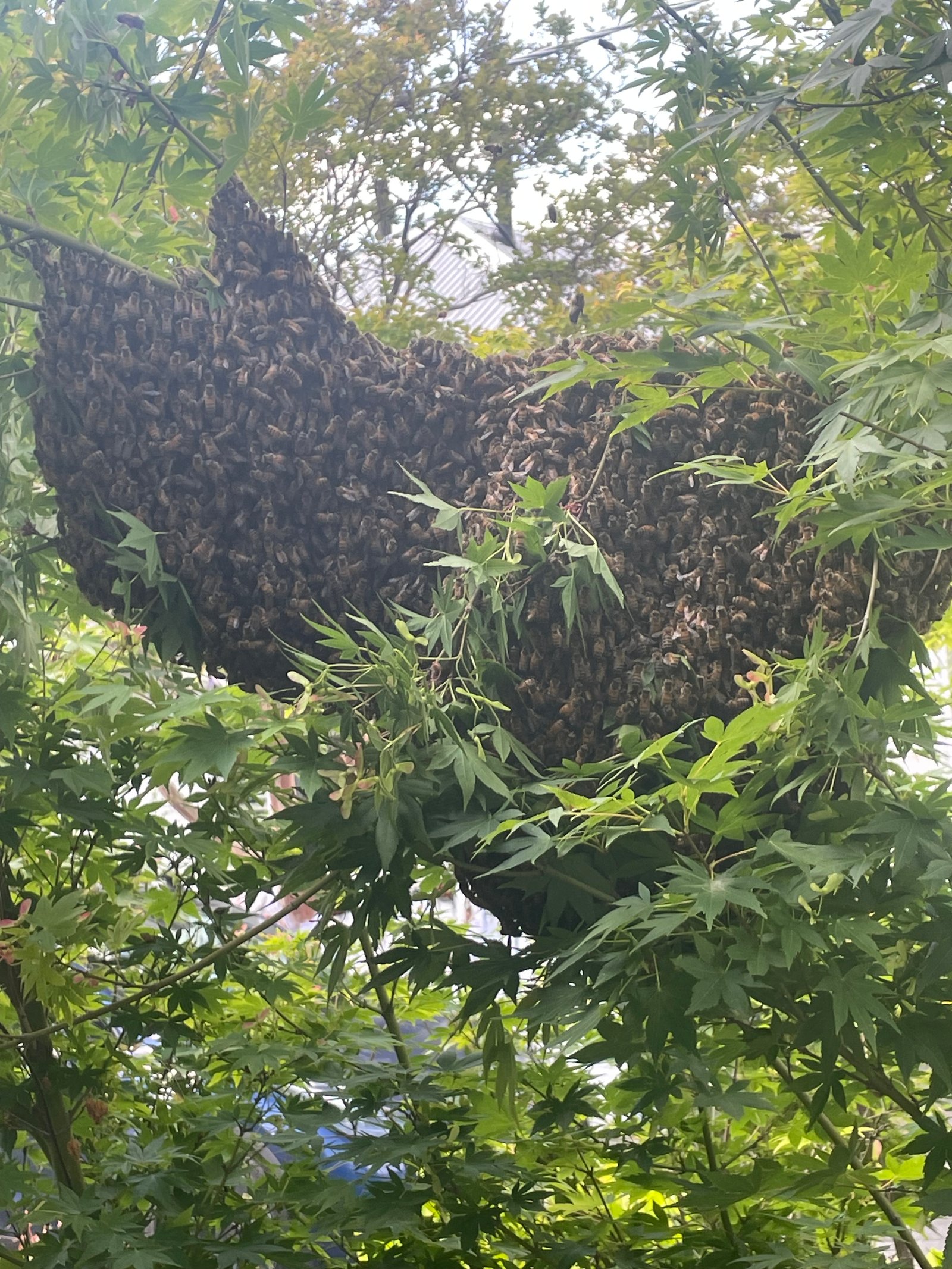 Swarm photo