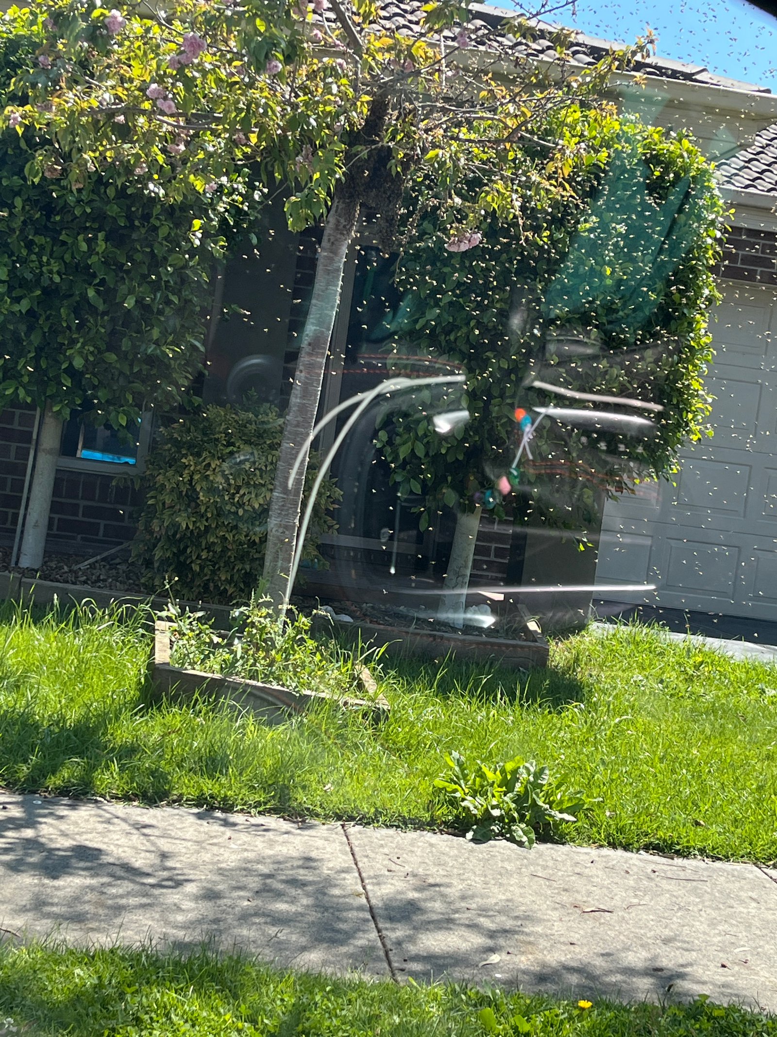 Swarm photo