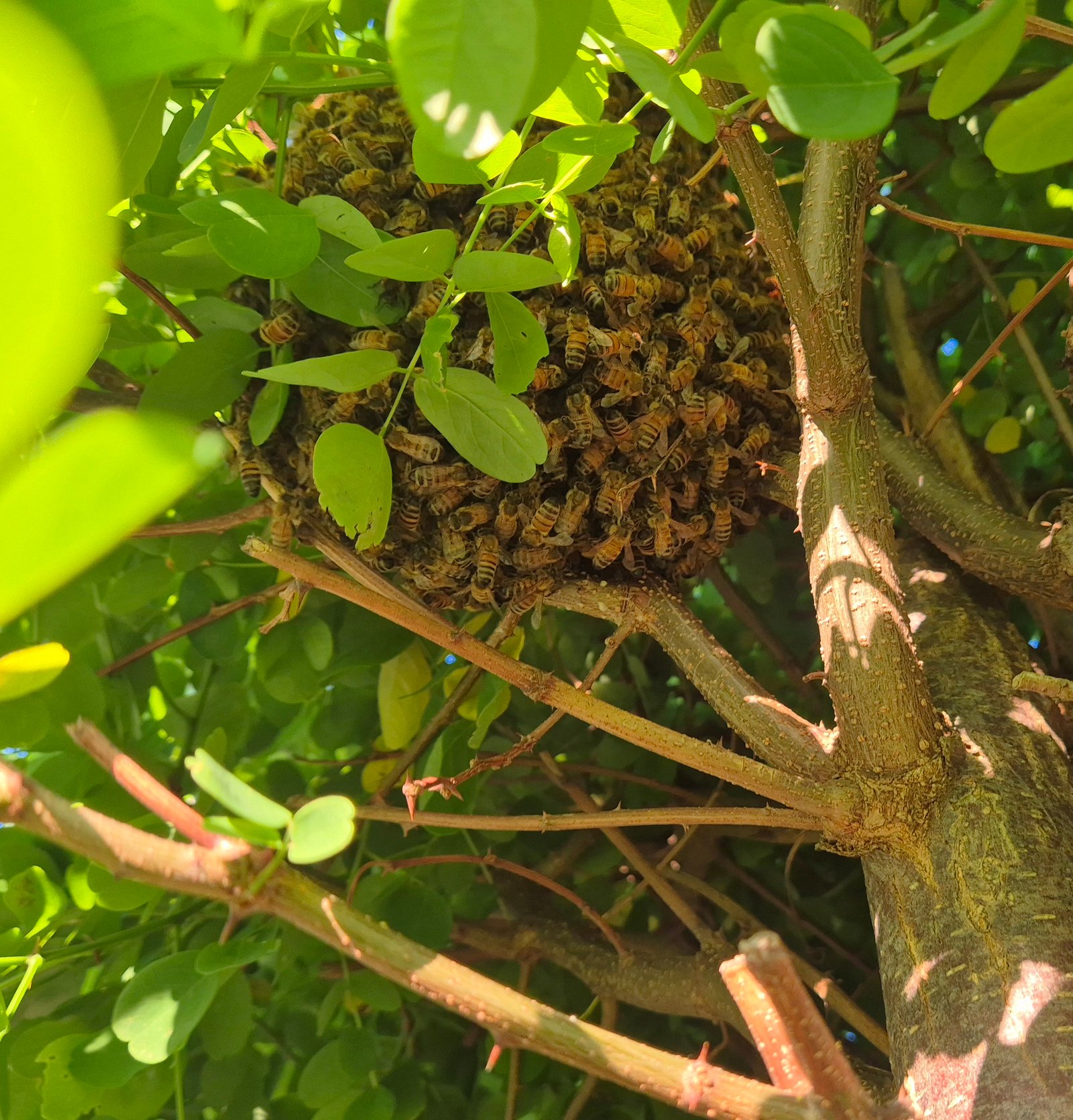 Swarm photo