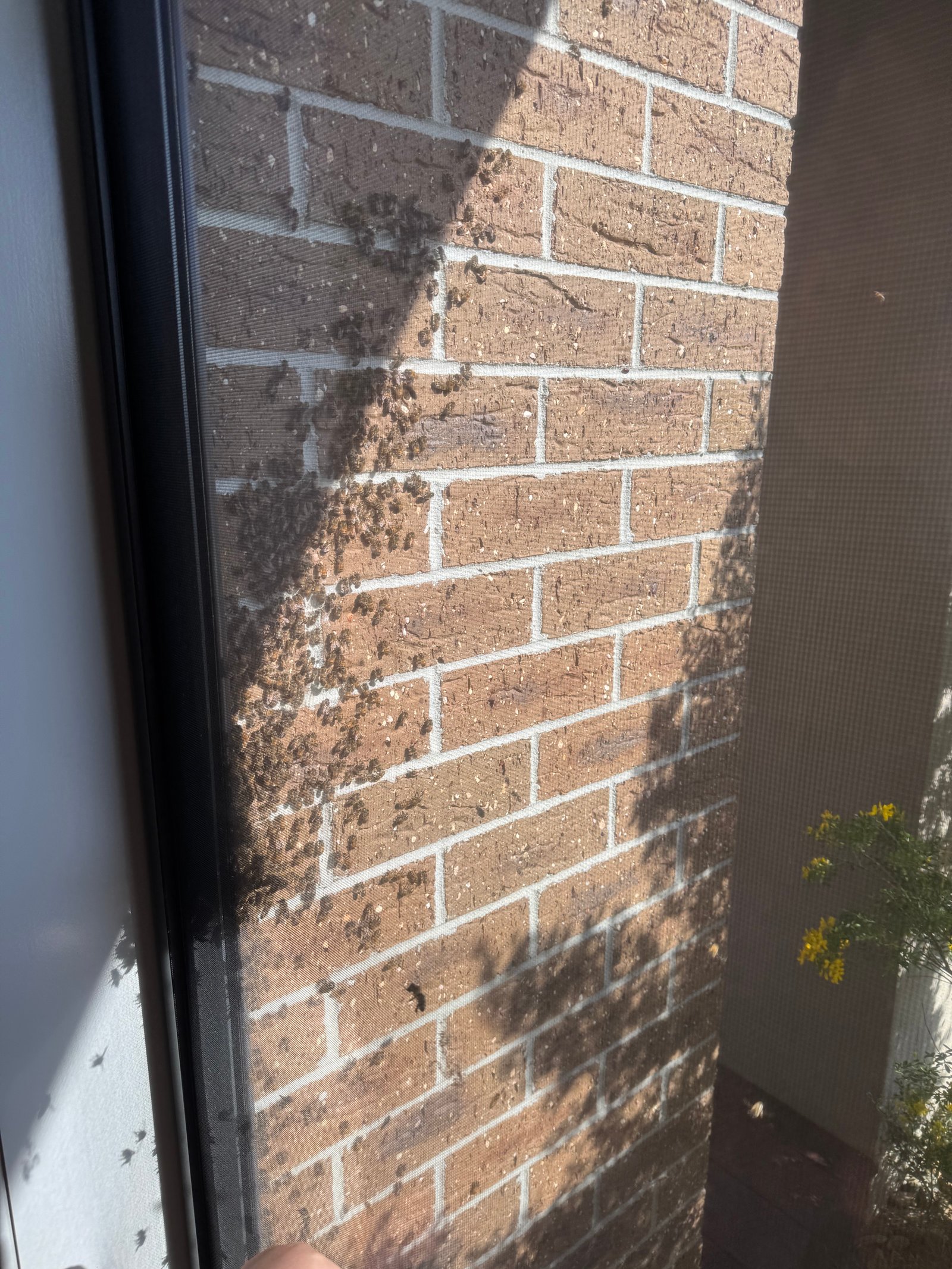 Swarm photo