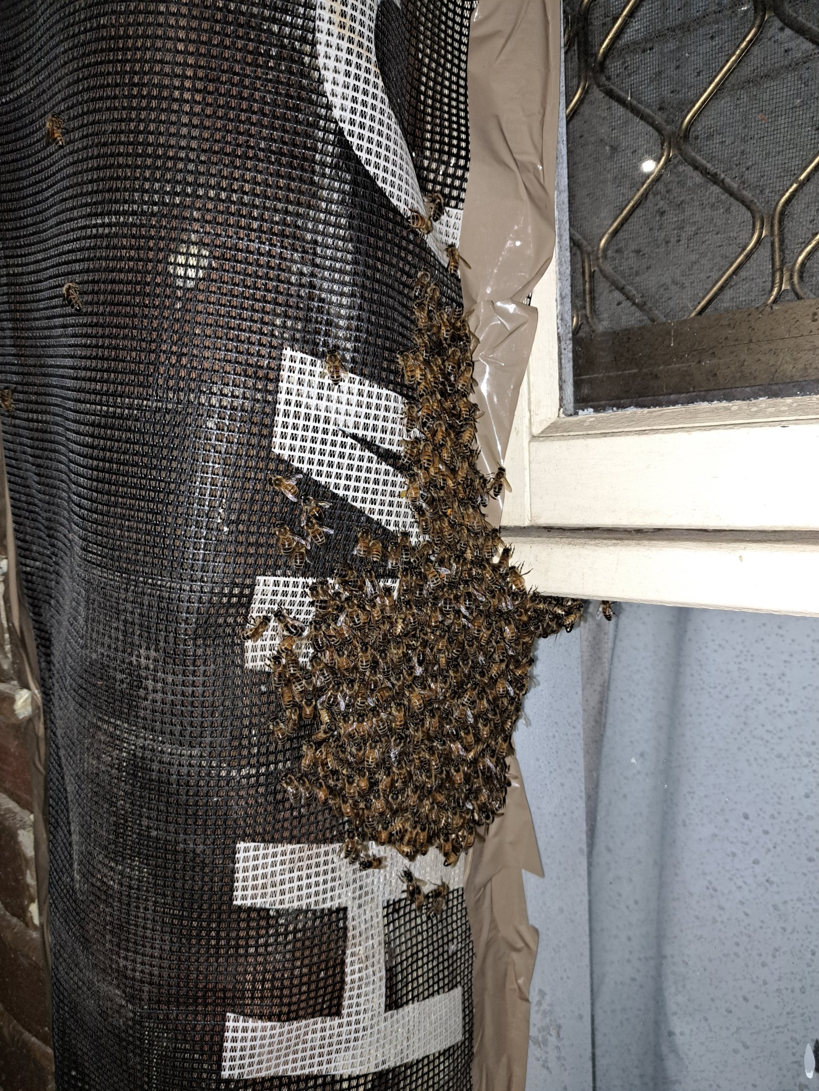 Swarm photo