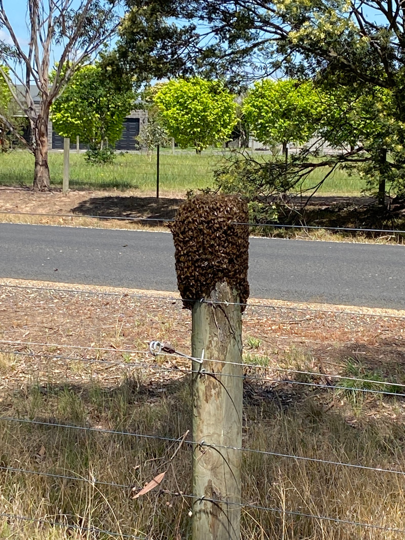 Swarm photo
