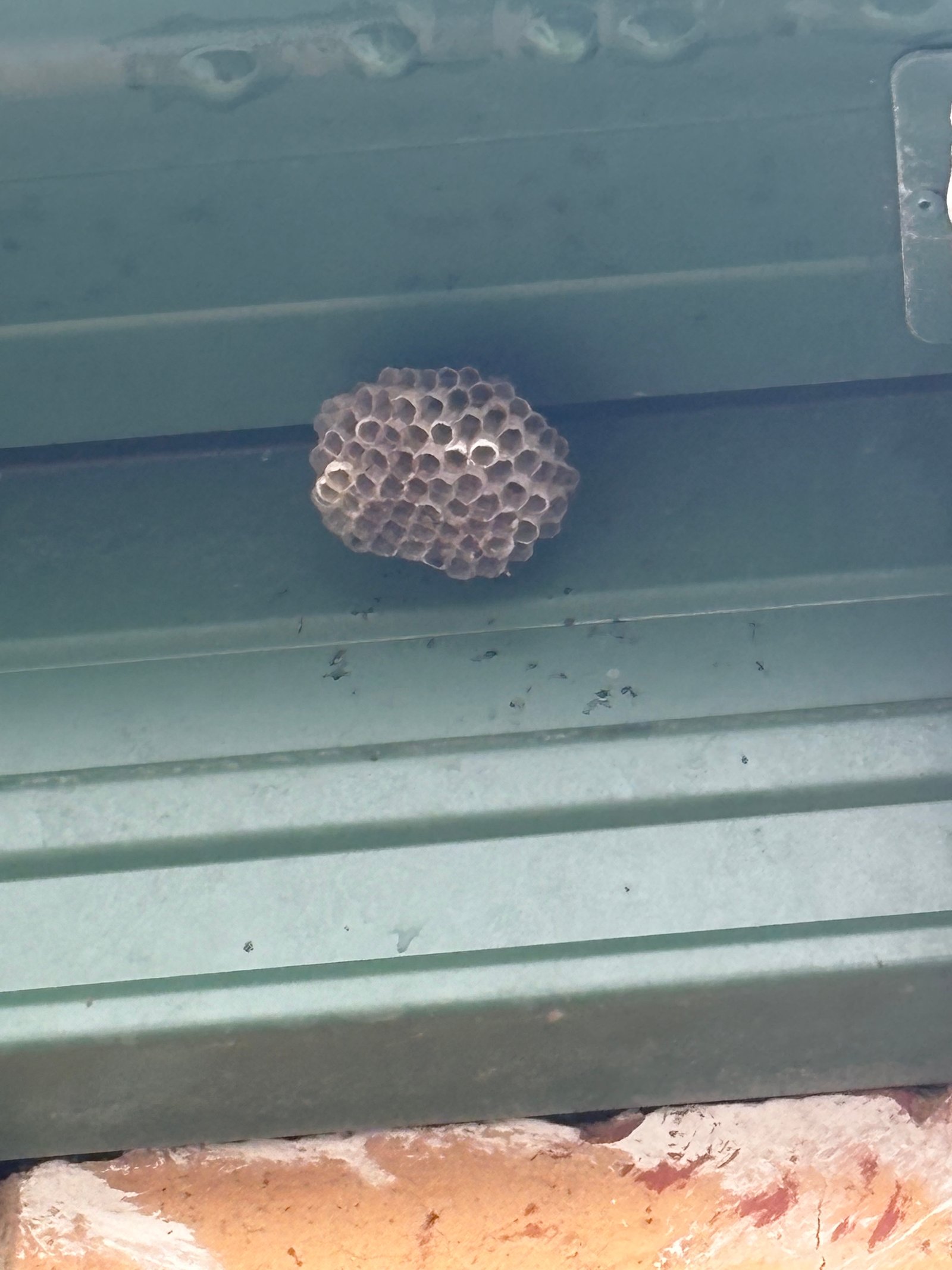 Swarm photo