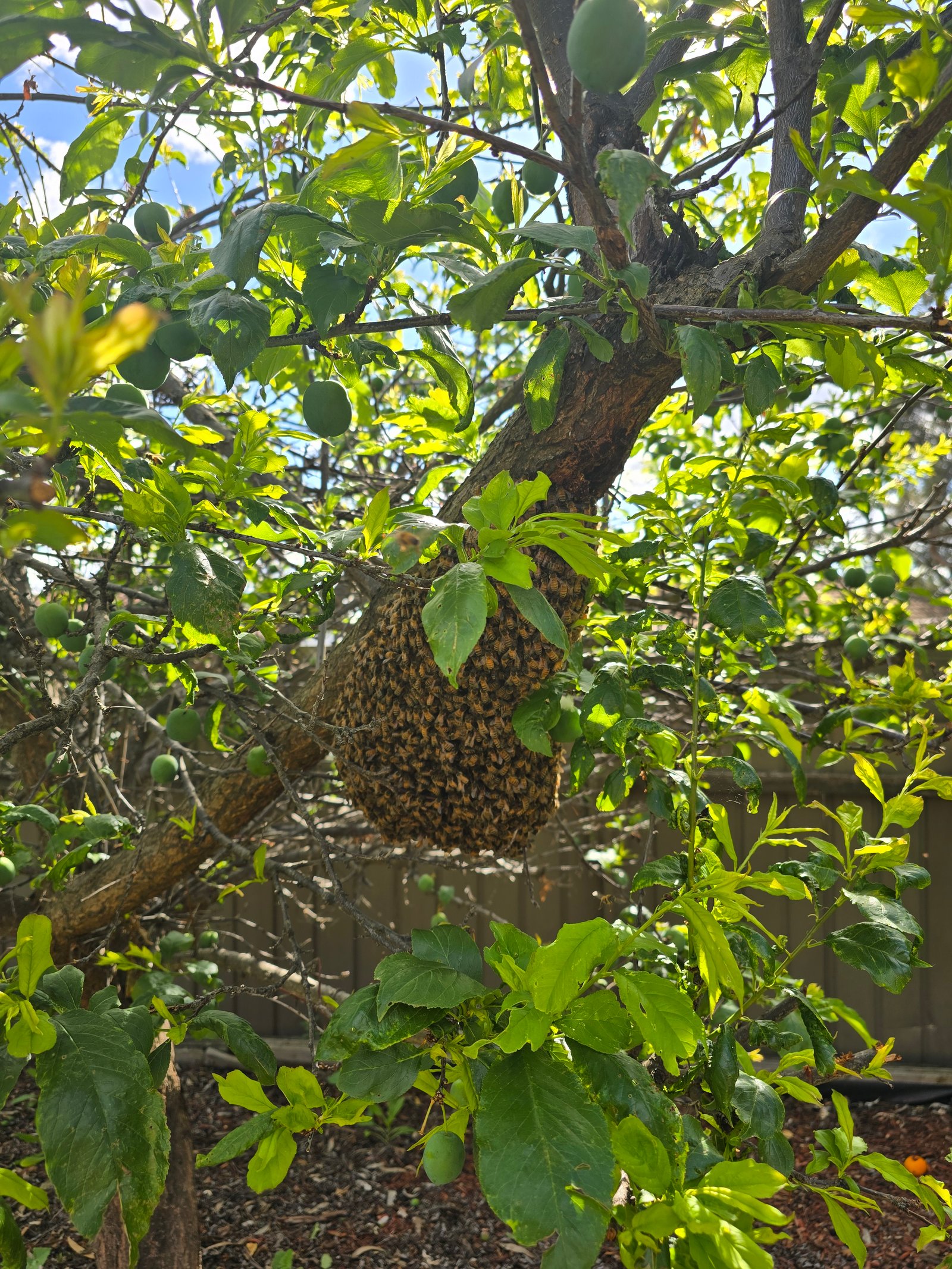 Swarm photo