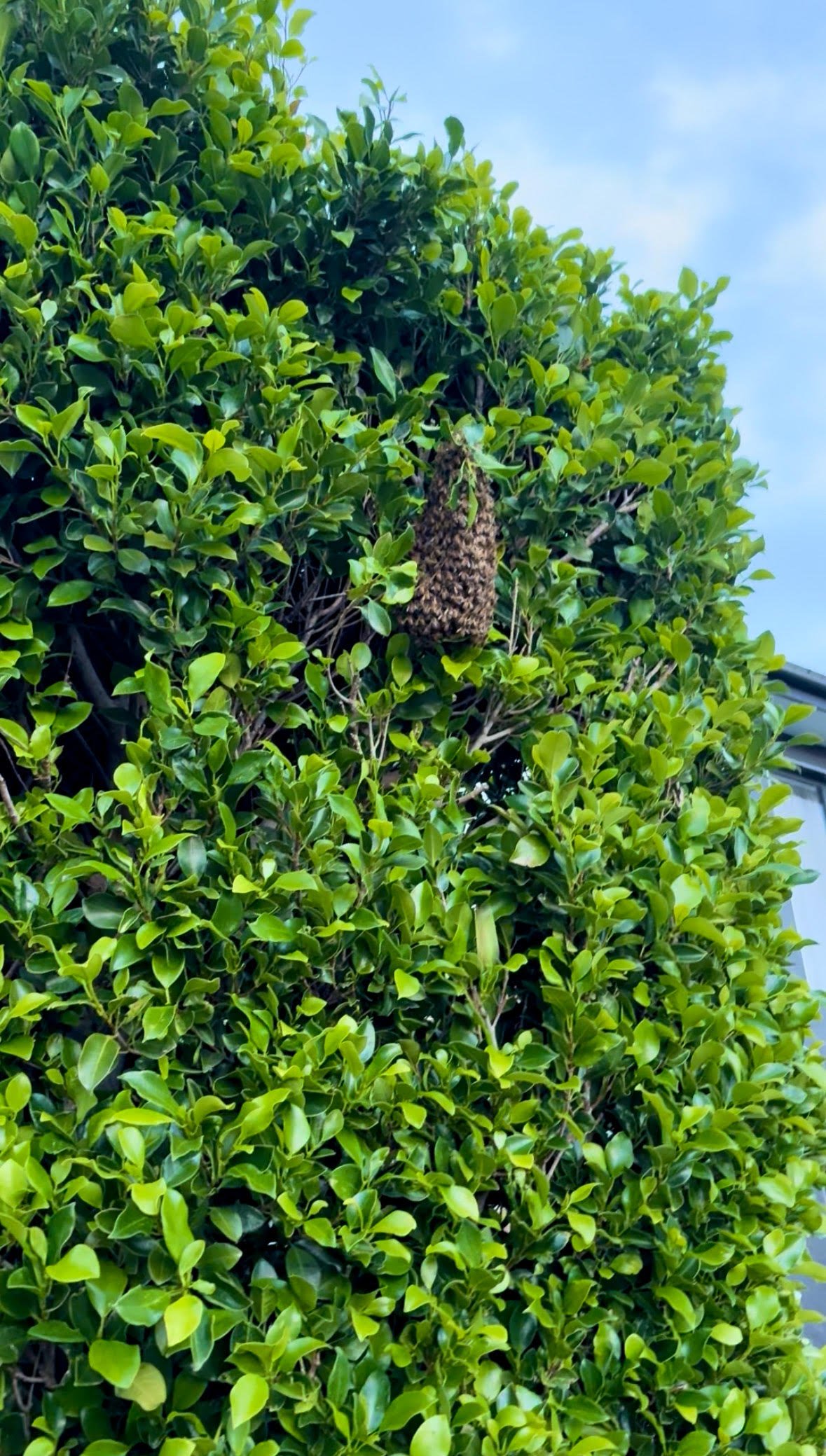 Swarm photo