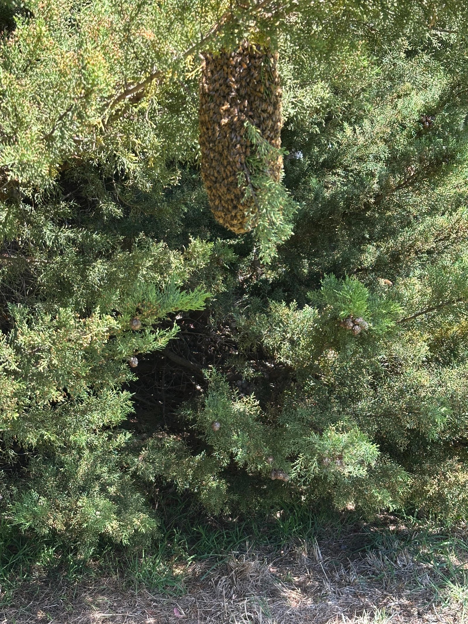 Swarm photo