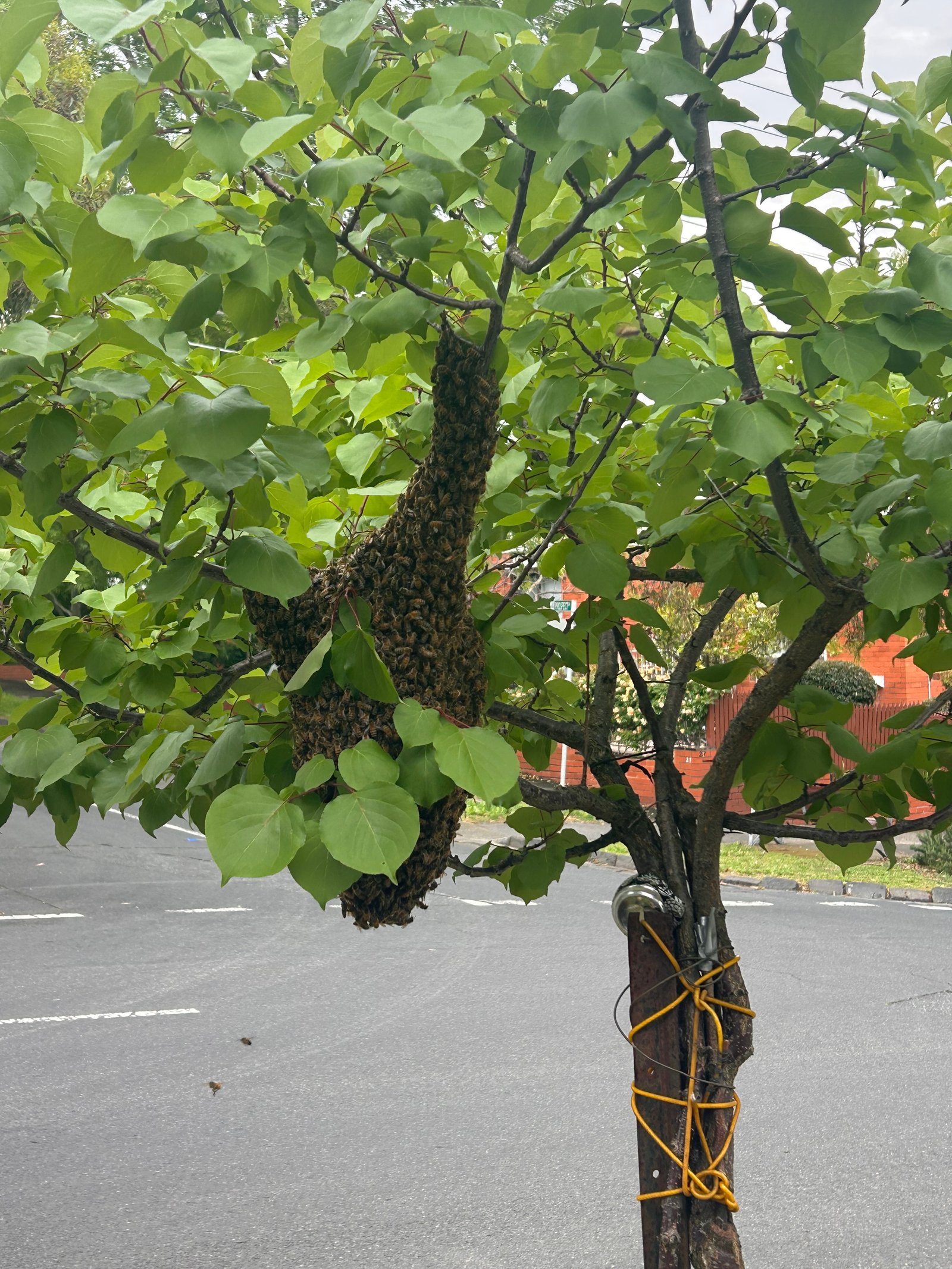 Swarm photo